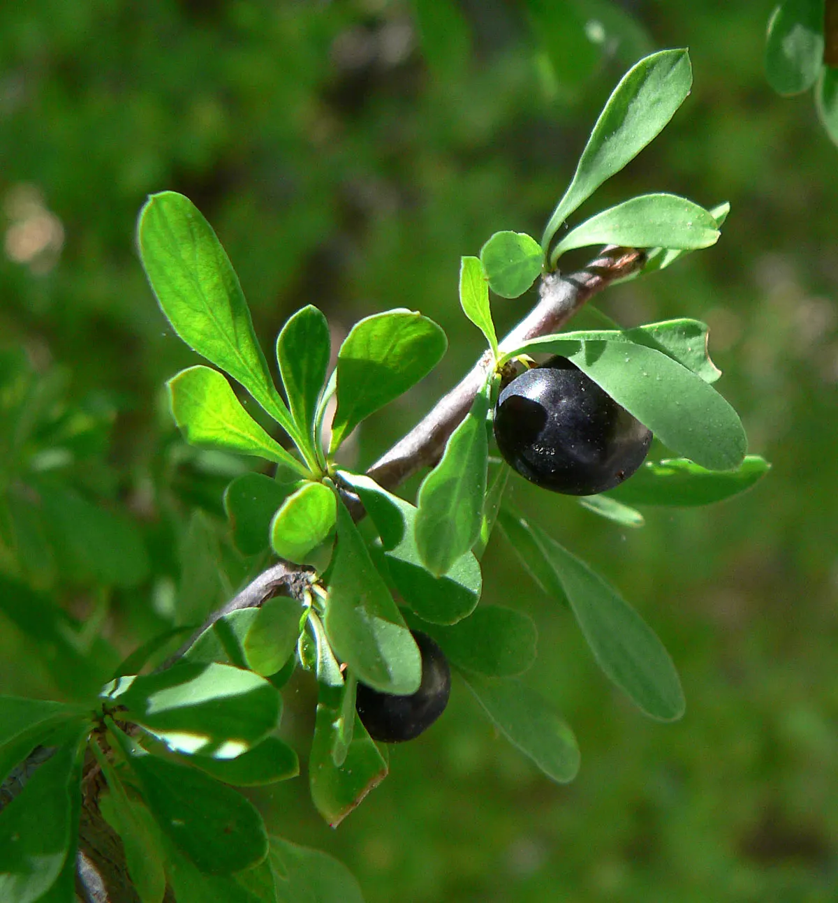 Bitter Condalia Or B. Snakewood (Condalia Globosa) — radiates a rugged charm with its dense and thorny growth habit