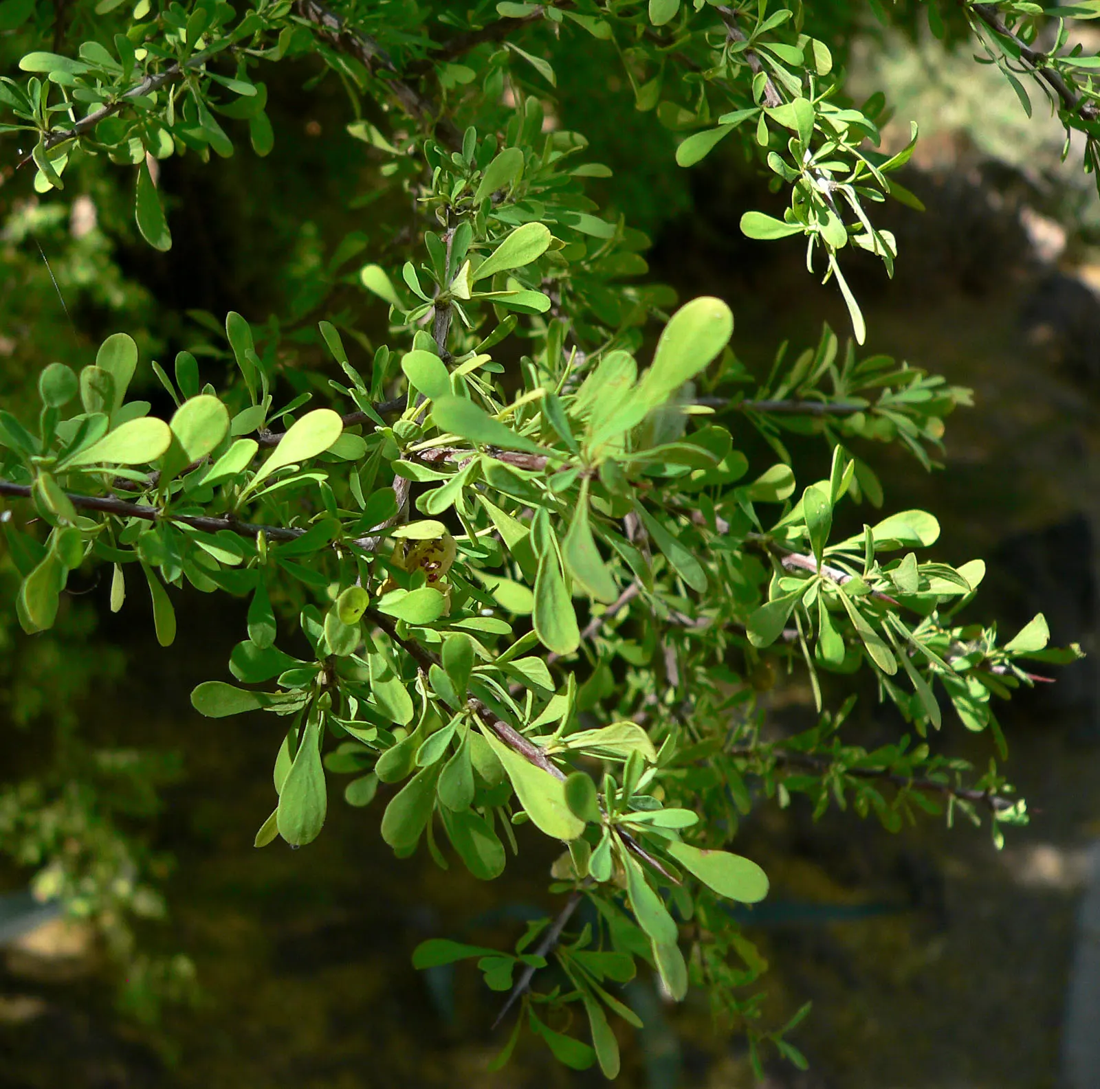 Bitter Condalia Or B. Snakewood (Condalia Globosa) — reaching up to 12-15 feet high and wide