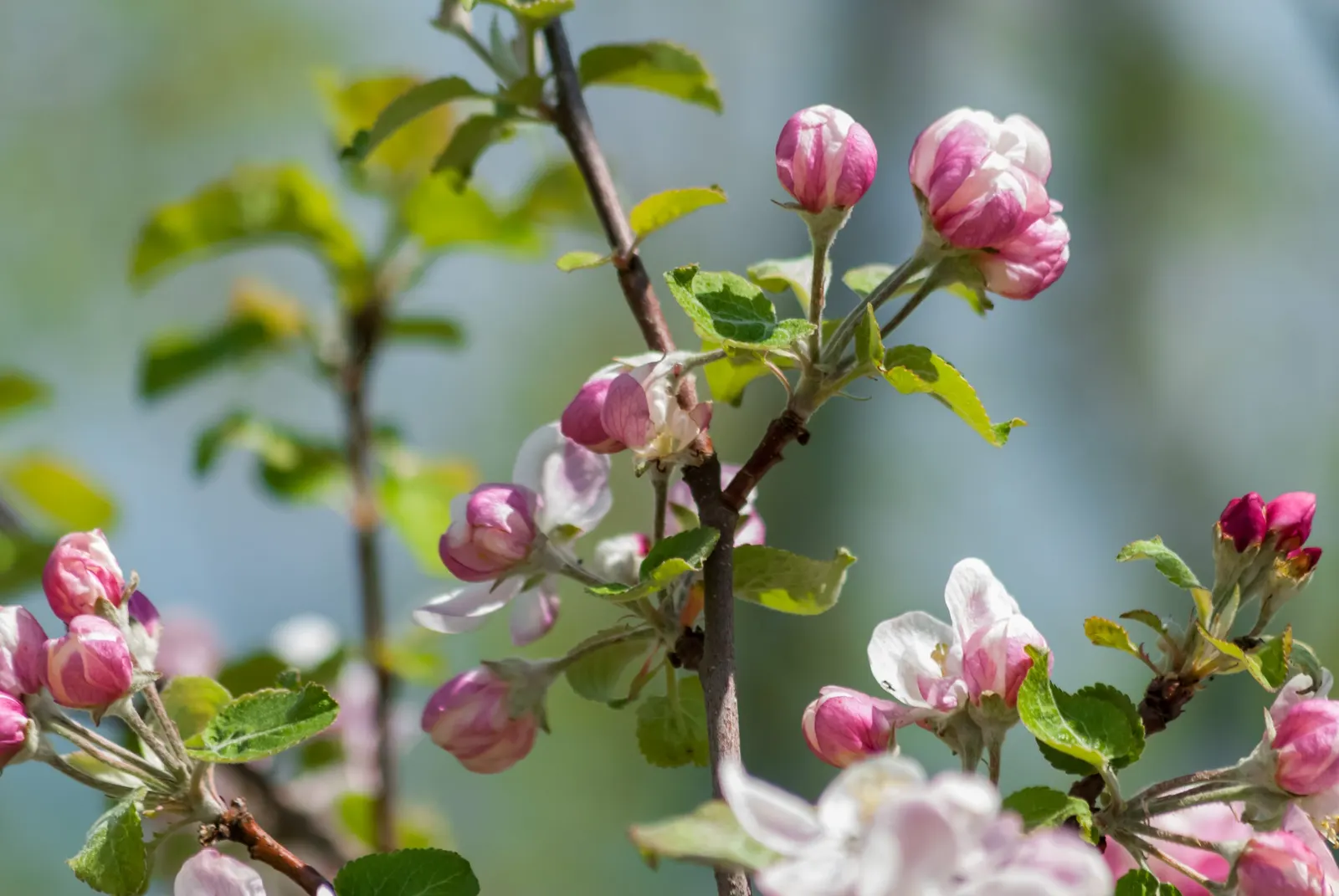 Apple, Edible (Malus Pumila) — An integral component of any edible landscape
