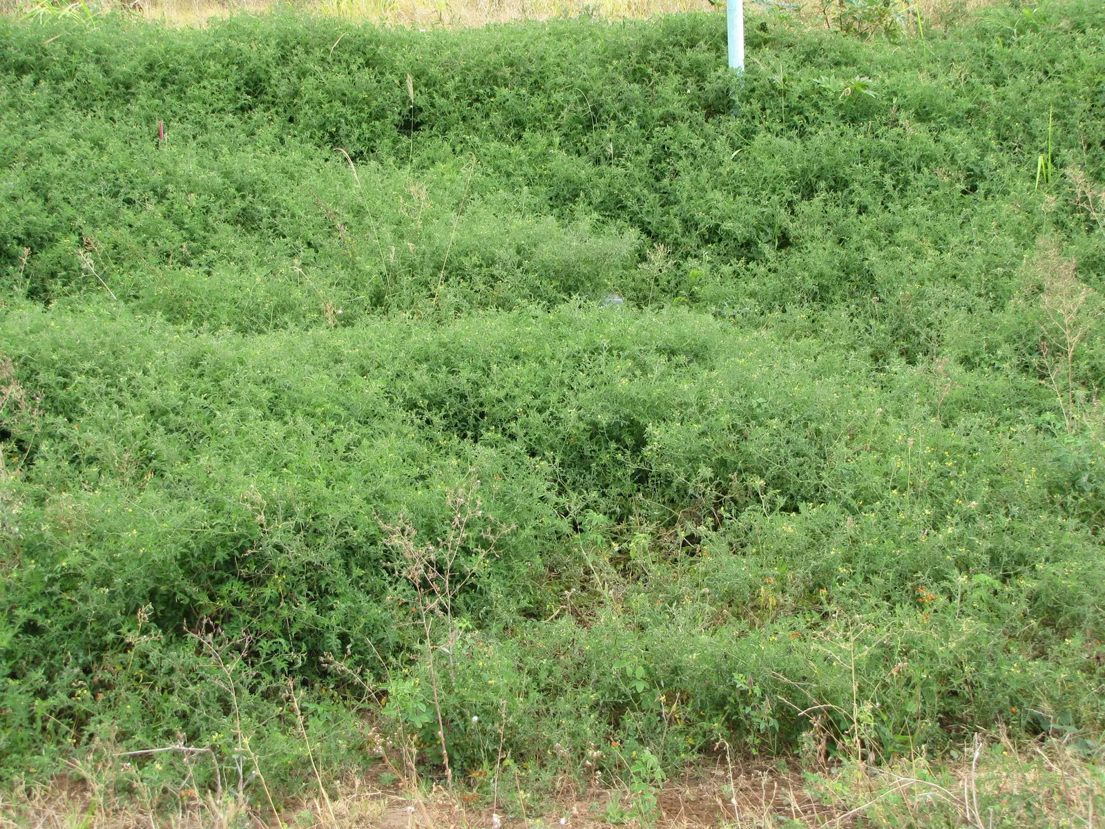 Apple, Edible (Malus Pumila) — Ideal for temperate zones, it enhances landscape aesthetics and provides edible produce