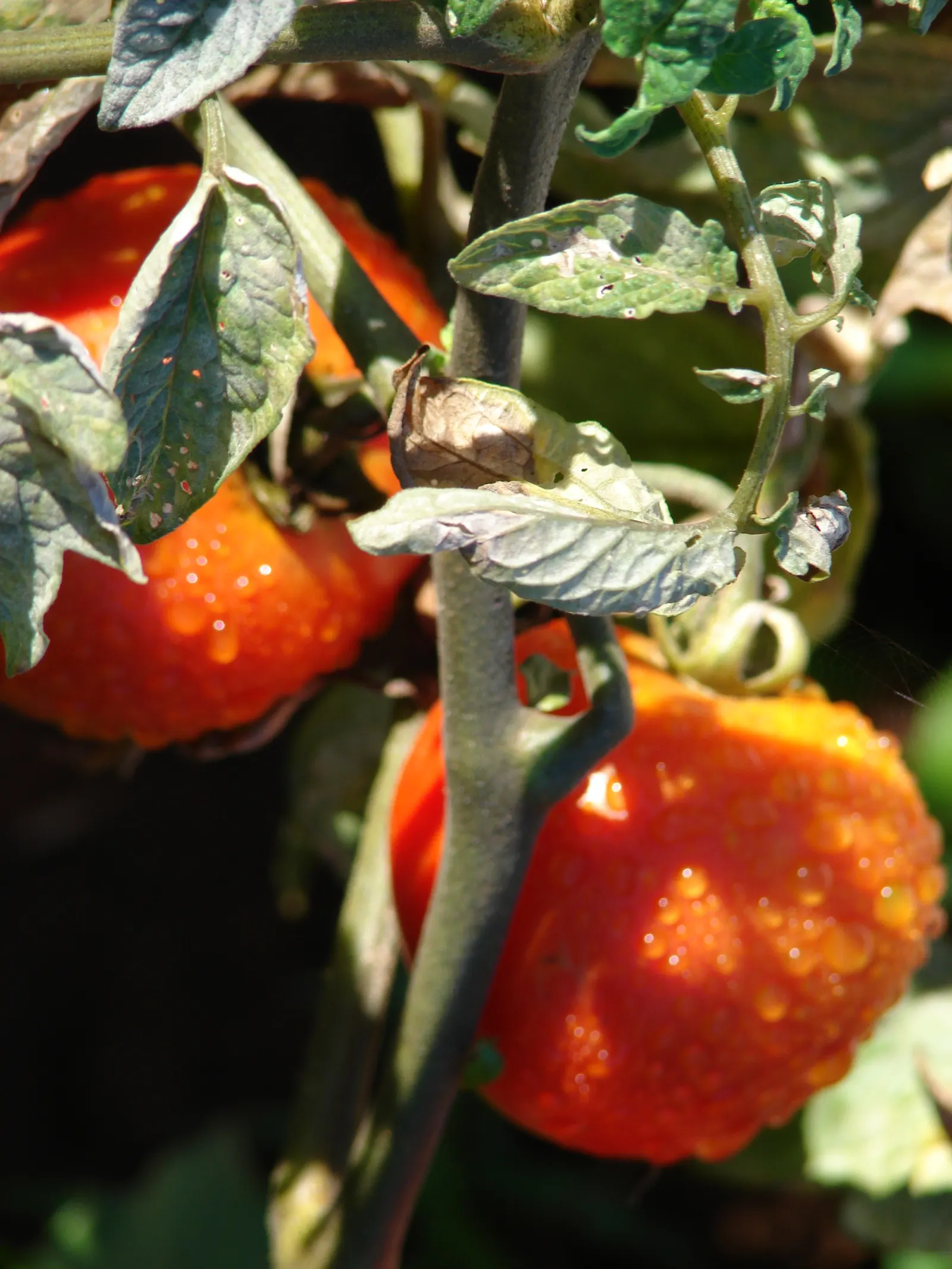 Apple, Edible (Malus Pumila) — requiring at least 6 hours of direct sunlight daily to produce the best fruit