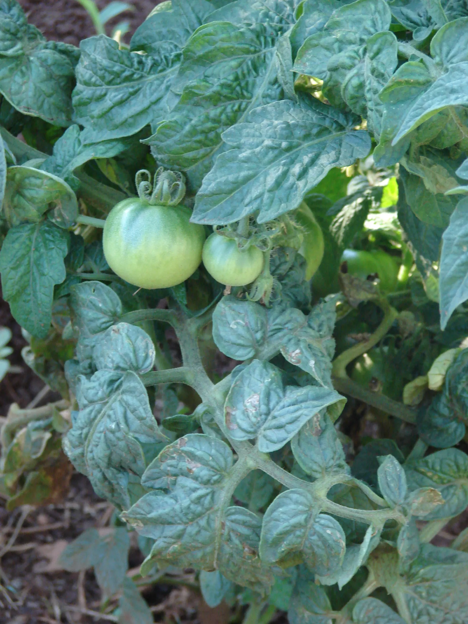 Apple, Edible (Malus Pumila) — with a spread of 10 to 20 feet