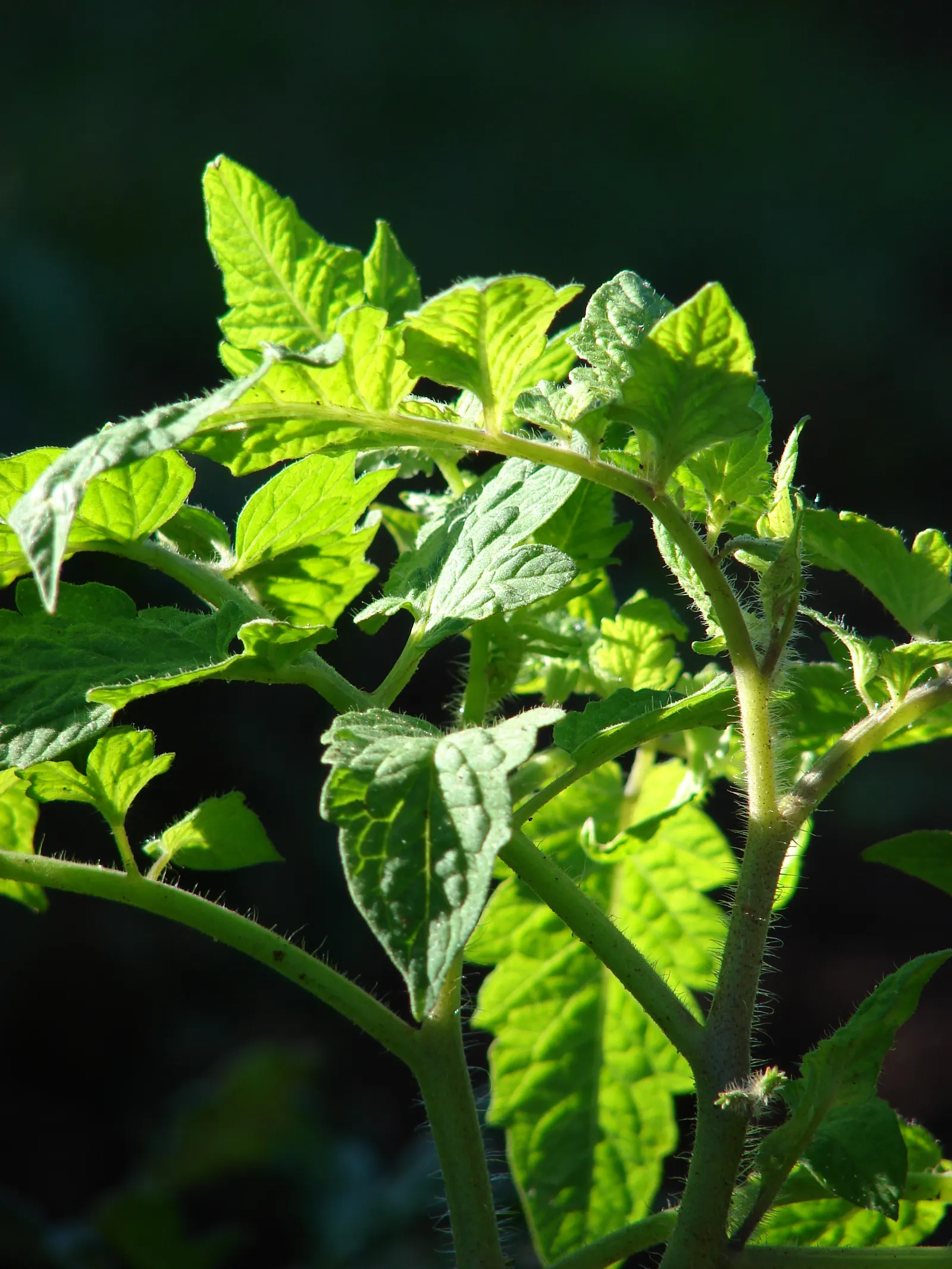 Apple, Edible (Malus Pumila) — botanically known as Malus pumila