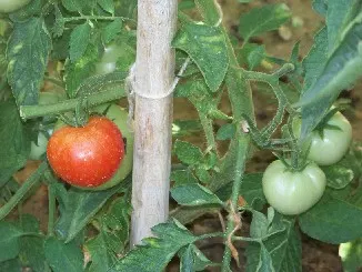 Apple, Edible (Malus Pumila) — Requires regular pruning for health and yield