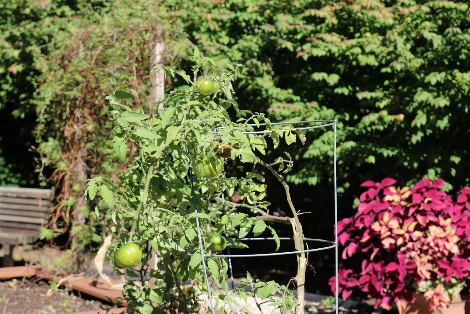Apple, Edible (Malus Pumila) — Prefers well-drained soil and full sun for optimal growth