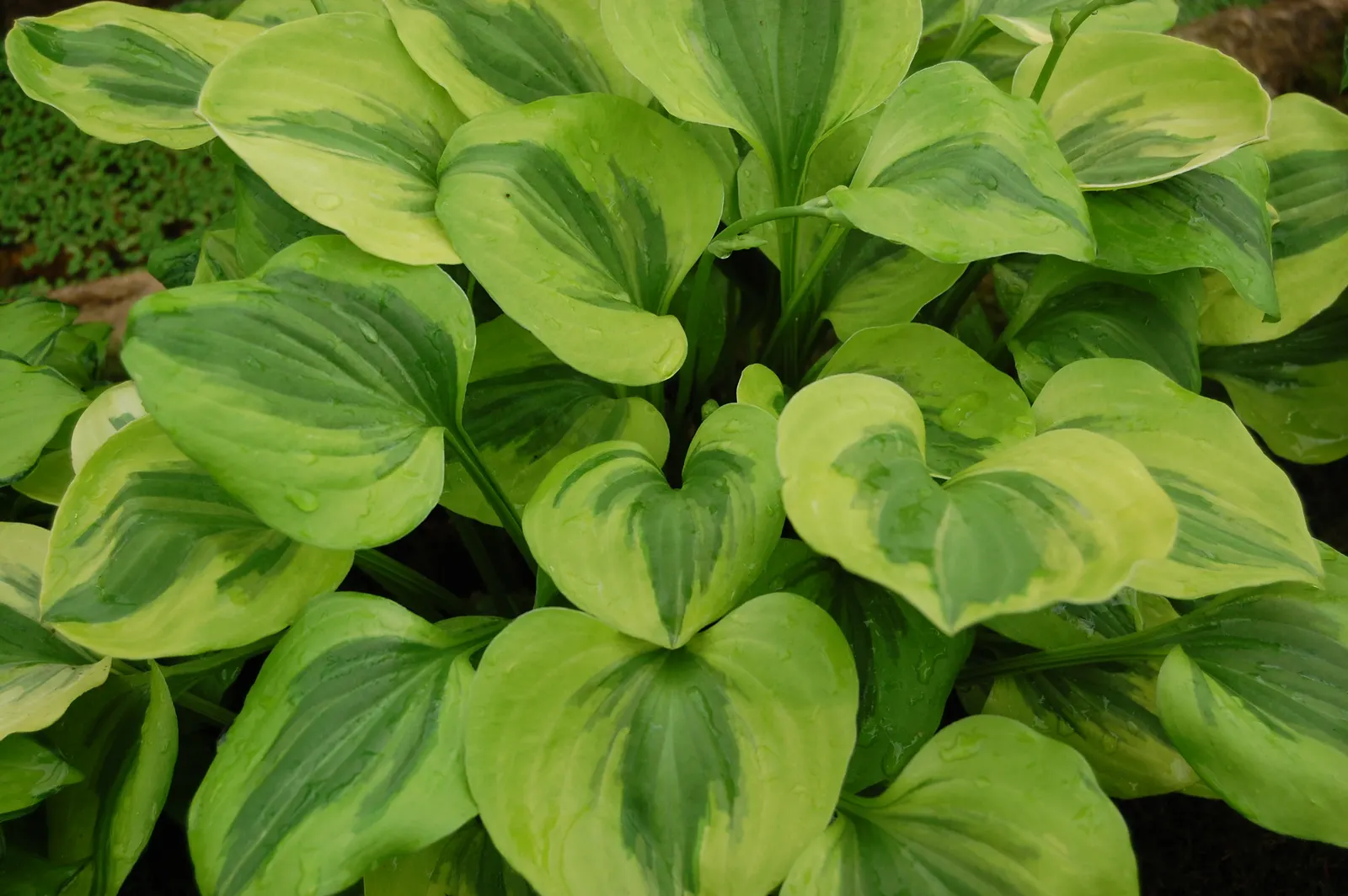 Grand Tiara Hosta (Hosta 'Grand Tiara') — a robust herbaceous perennial