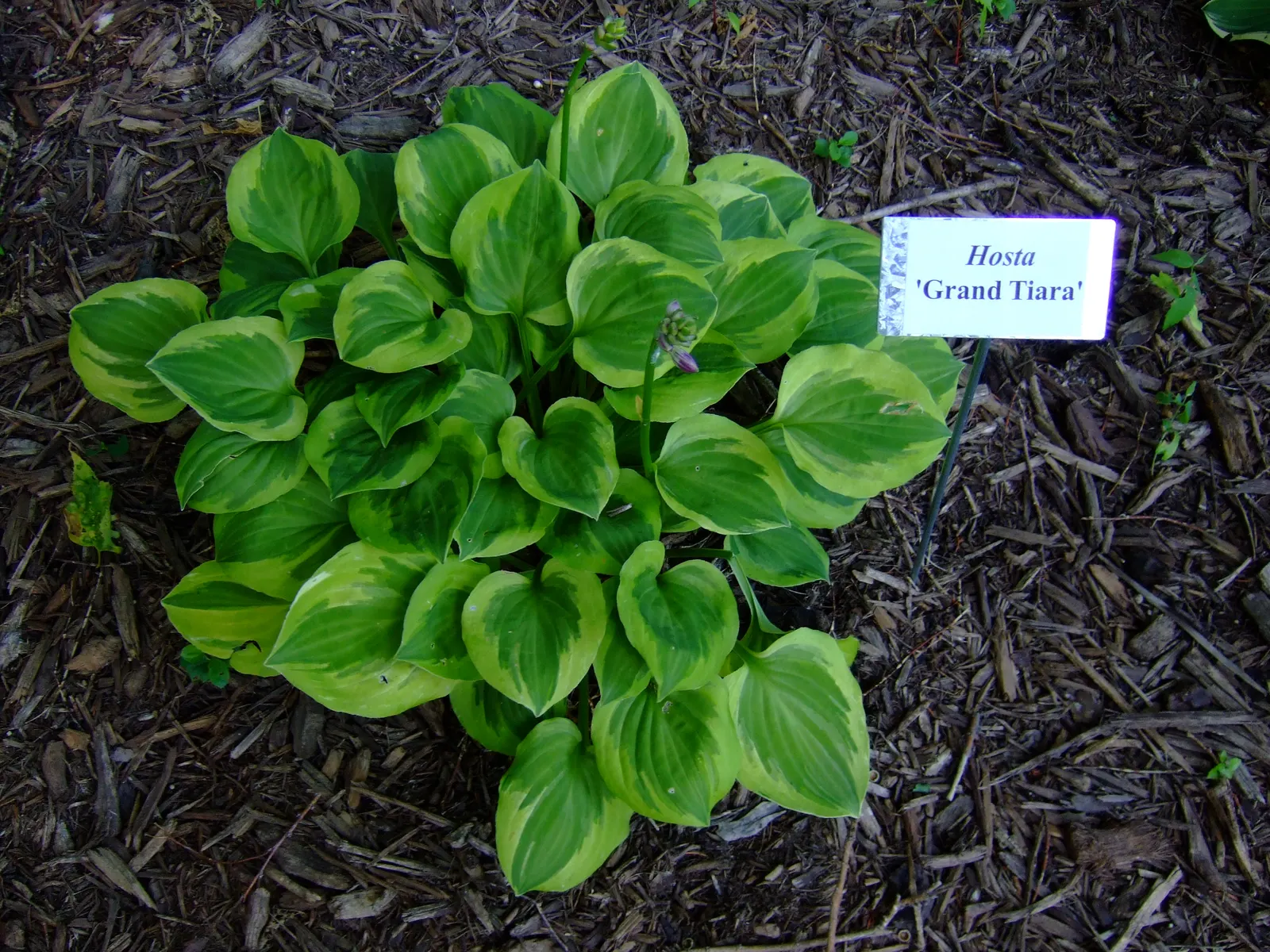 Grand Tiara Hosta (Hosta 'Grand Tiara') — boasts vibrant gold-edged
