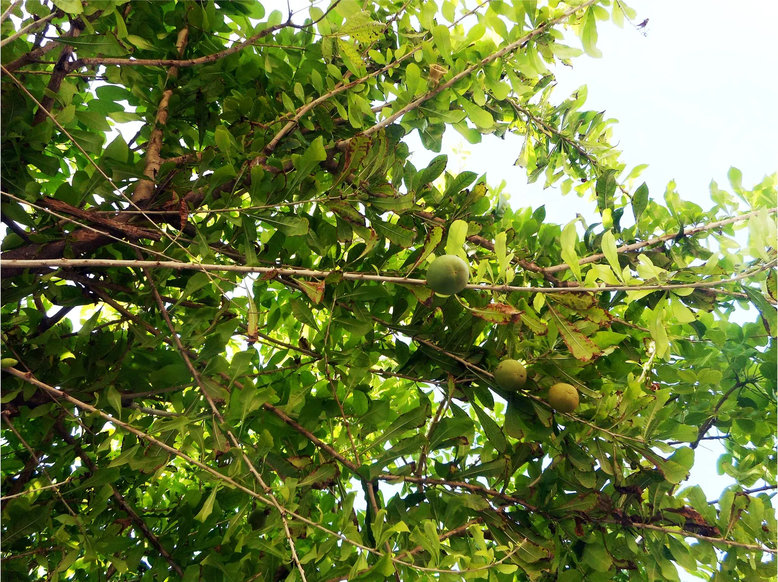 Jicaro (Crescentia Alata) — Requires minimal care, making it a unique and low-maintenance choice for warm climate landscapes; also known by its, image 55