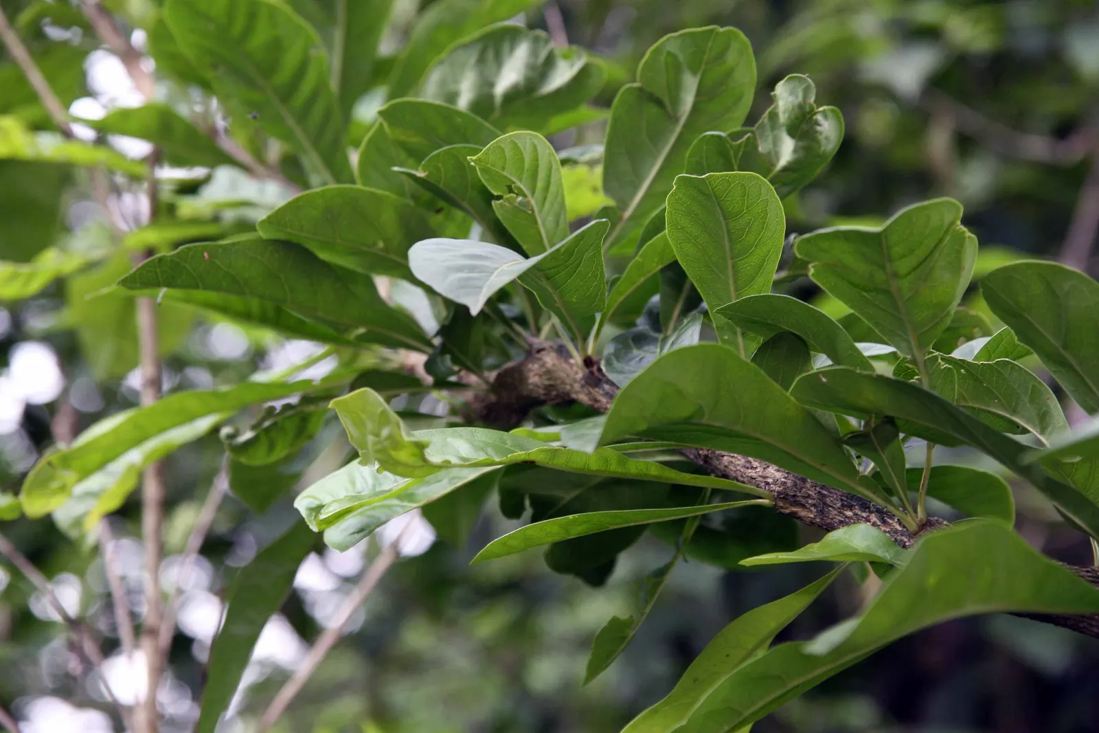 Jicaro (Crescentia Alata) — When selecting the Jicaro for a landscape