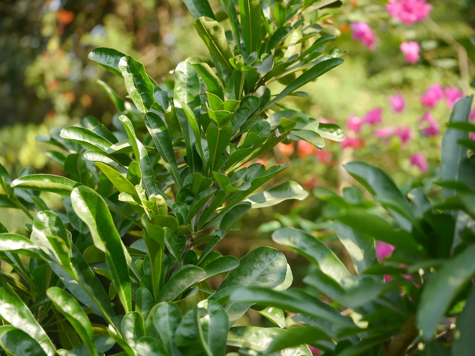 Jicaro (Crescentia Alata) — native to Central America; but it also bears cultural significance, image 60