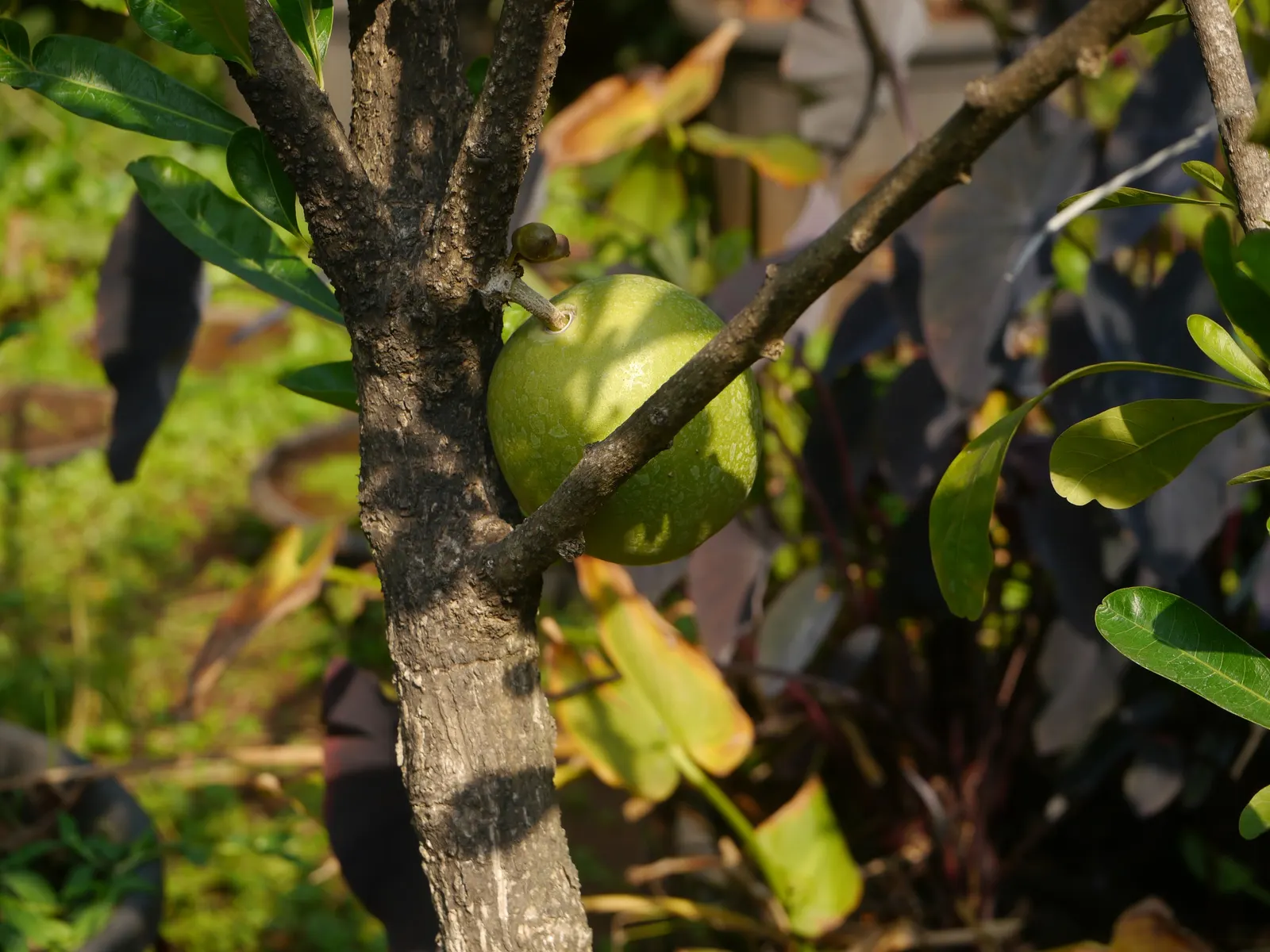 Jicaro (Crescentia Alata) — and minimal maintenance requirements; when selecting the Jicaro for a landscape