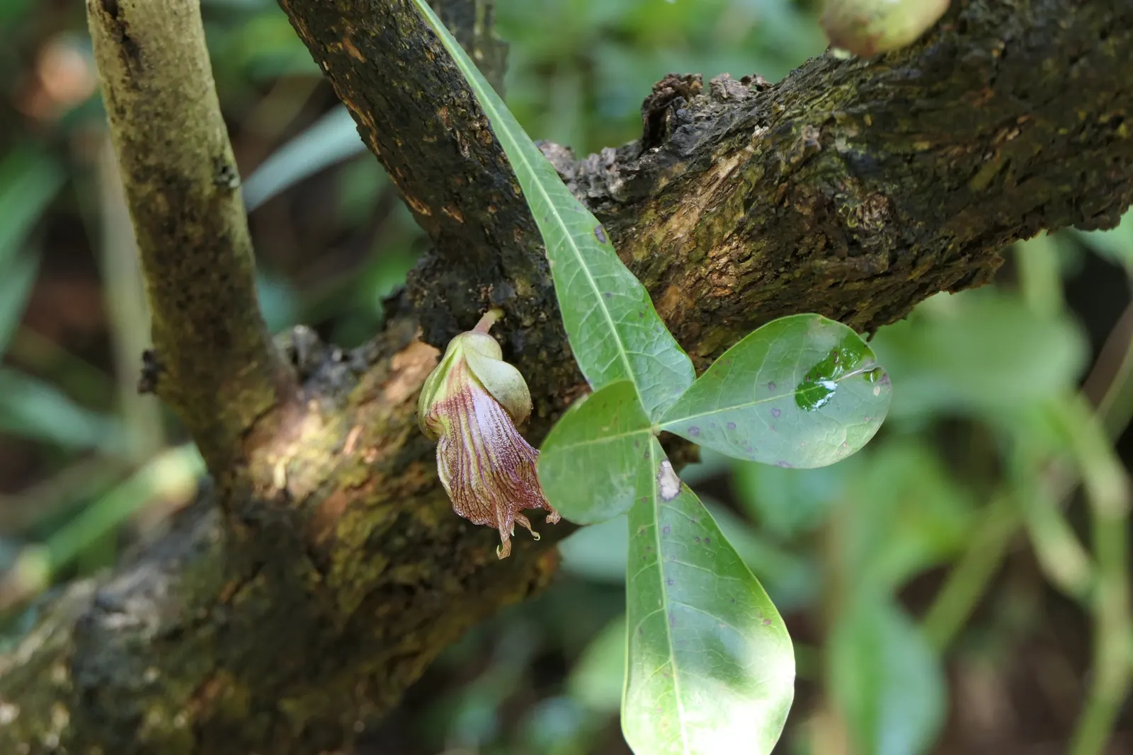 Jicaro (Crescentia Alata) — native to Central America; but it also bears cultural significance, image 85