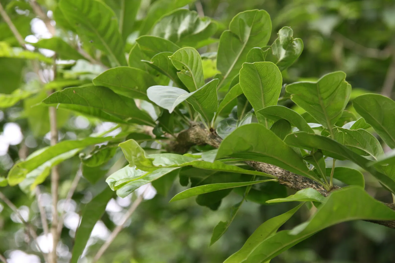 Jicaro (Crescentia Alata) — typically reaches a modest height of around 15 to 25 feet; tree with white blooms, image 86