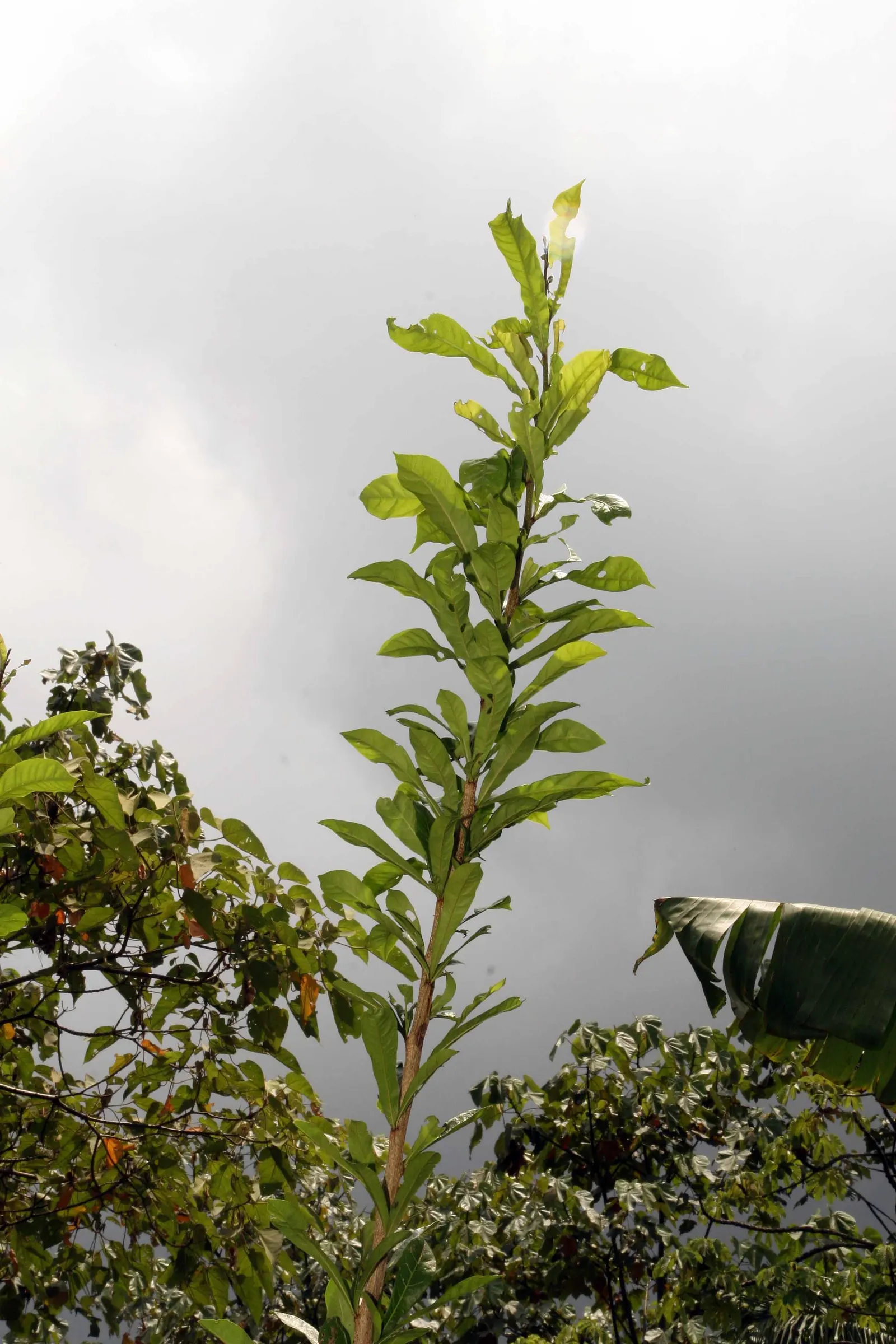 Jicaro (Crescentia Alata) — making it a conversation piece that is both functional and exotic; crescentia alata, or Jicaro, is a small, image 122