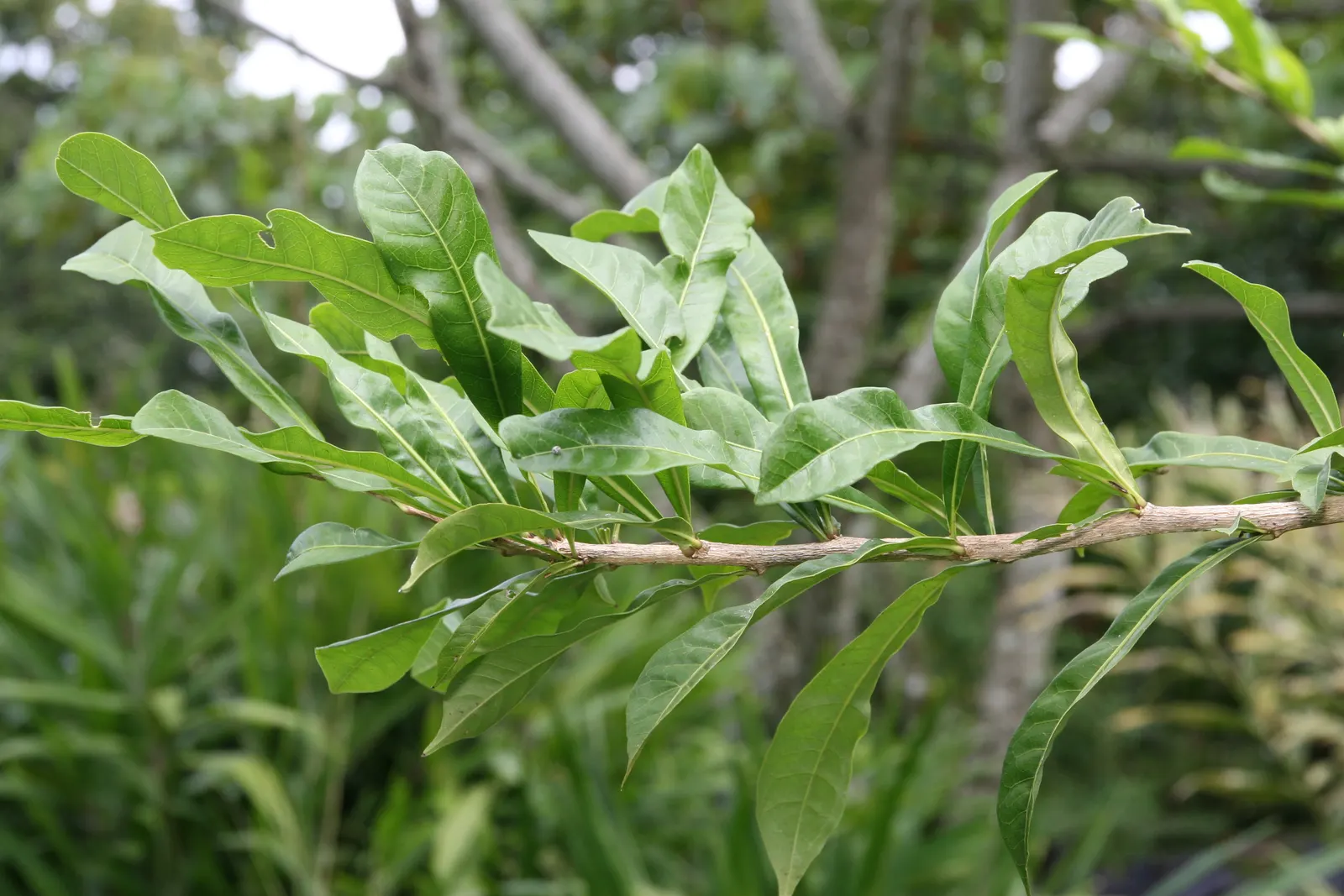 Jicaro (Crescentia Alata) — Typically reaching 15-20 ft in height, it features a distinctive round canopy; typically reaches a modest height of, image 77