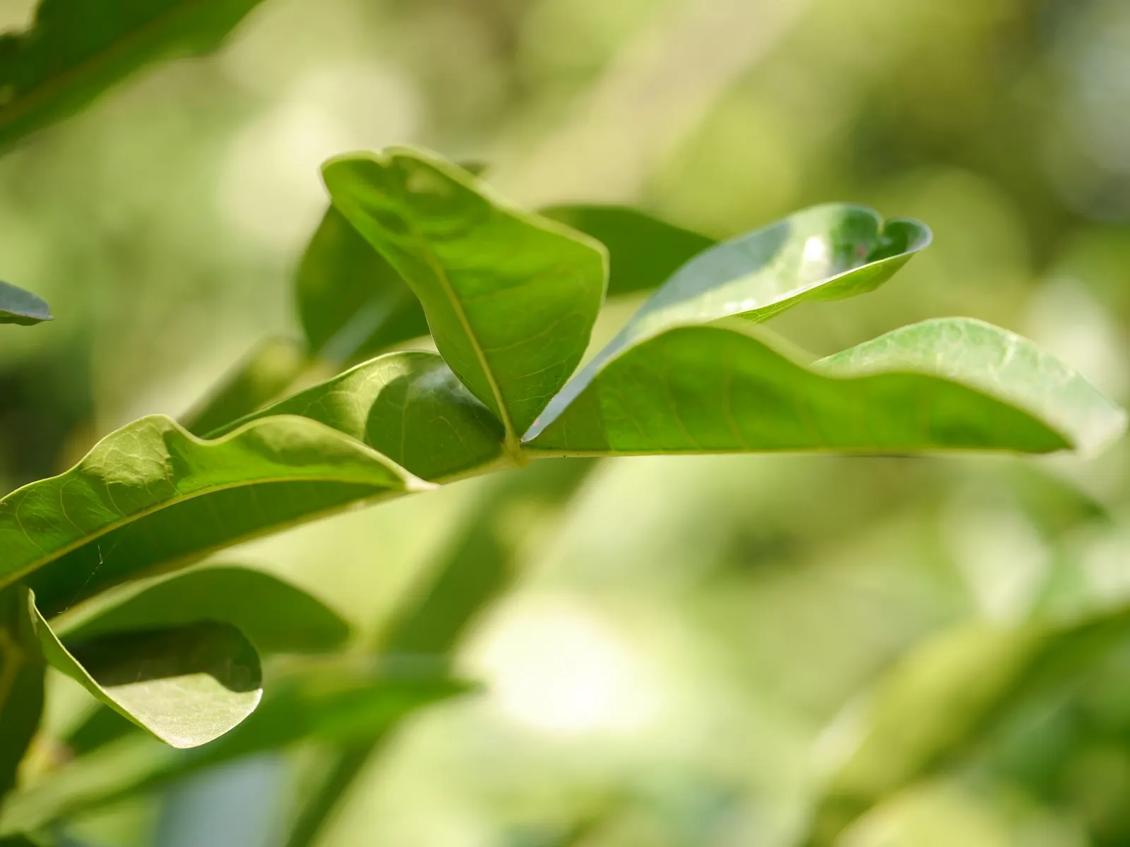 Jicaro (Crescentia Alata) — Typically reaching 15-20 ft in height, it features a distinctive round canopy