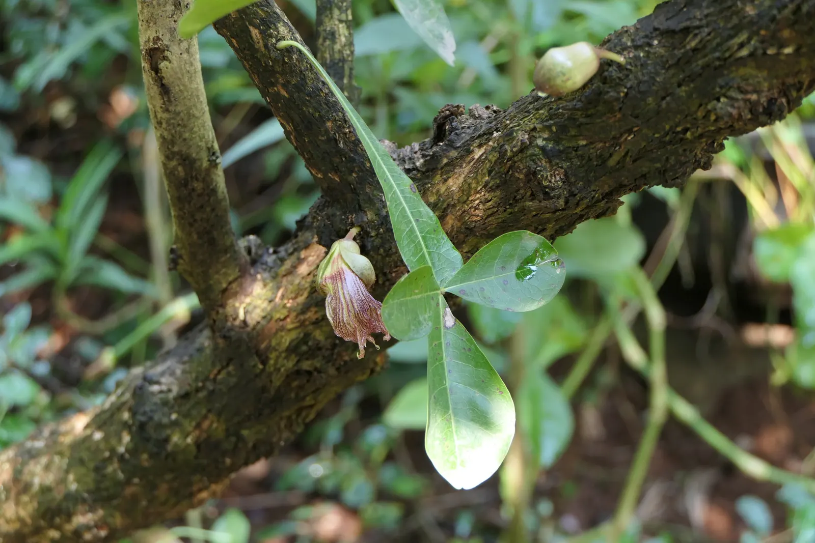 Jicaro (Crescentia Alata) — Crescentia alata, or Jicaro, is a small, drought-tolerant tree native to Central America; prefers full sun and, image 76