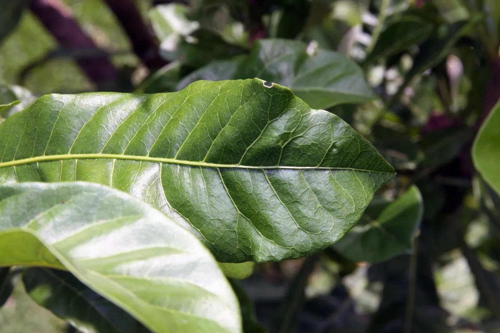 Jicaro (Crescentia Alata) — with a canopy spread almost equal to its height; its unusual silhouette creates visual interest year-round, image 62