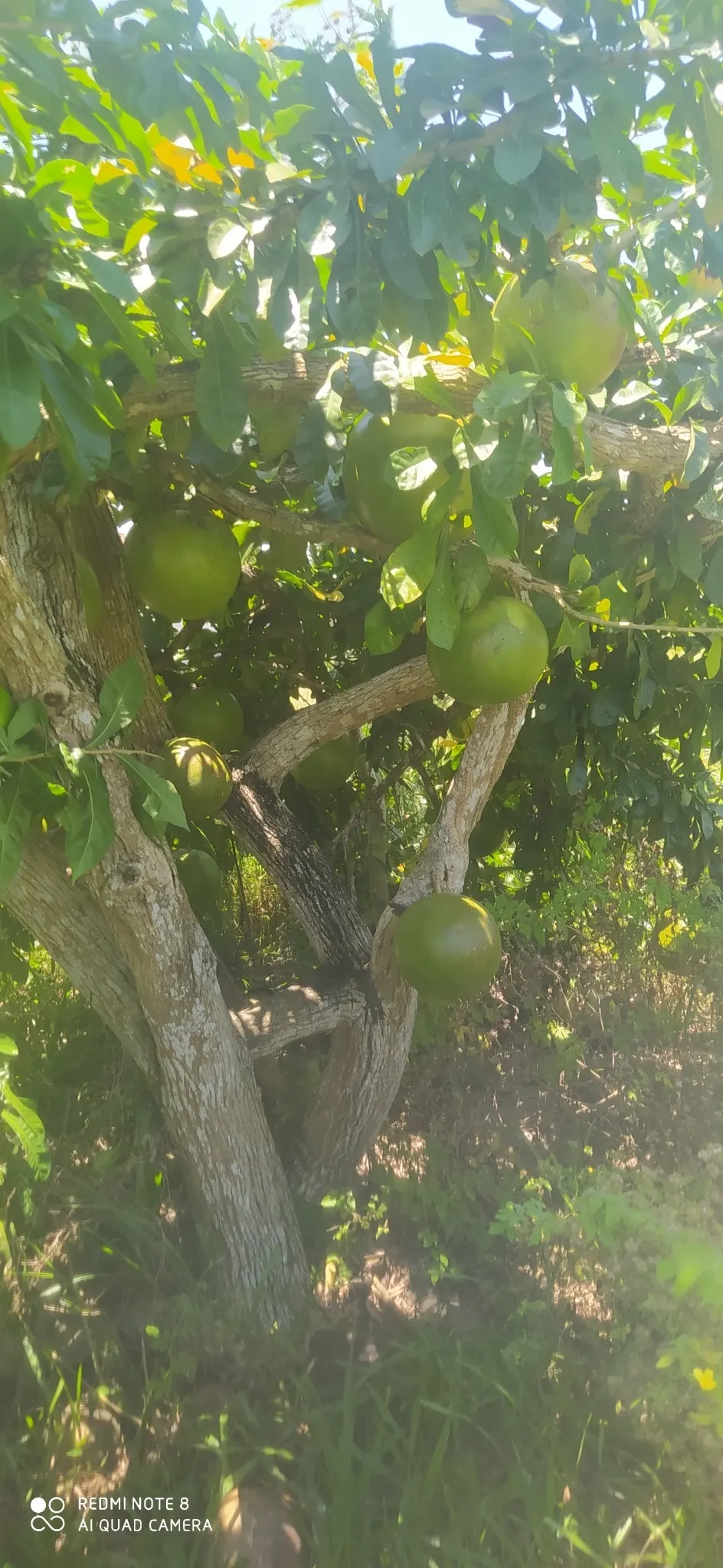 Jicaro (Crescentia Alata) — Its unusual silhouette creates visual interest year-round; this resilient tree thrives in various soil types, although, image 81