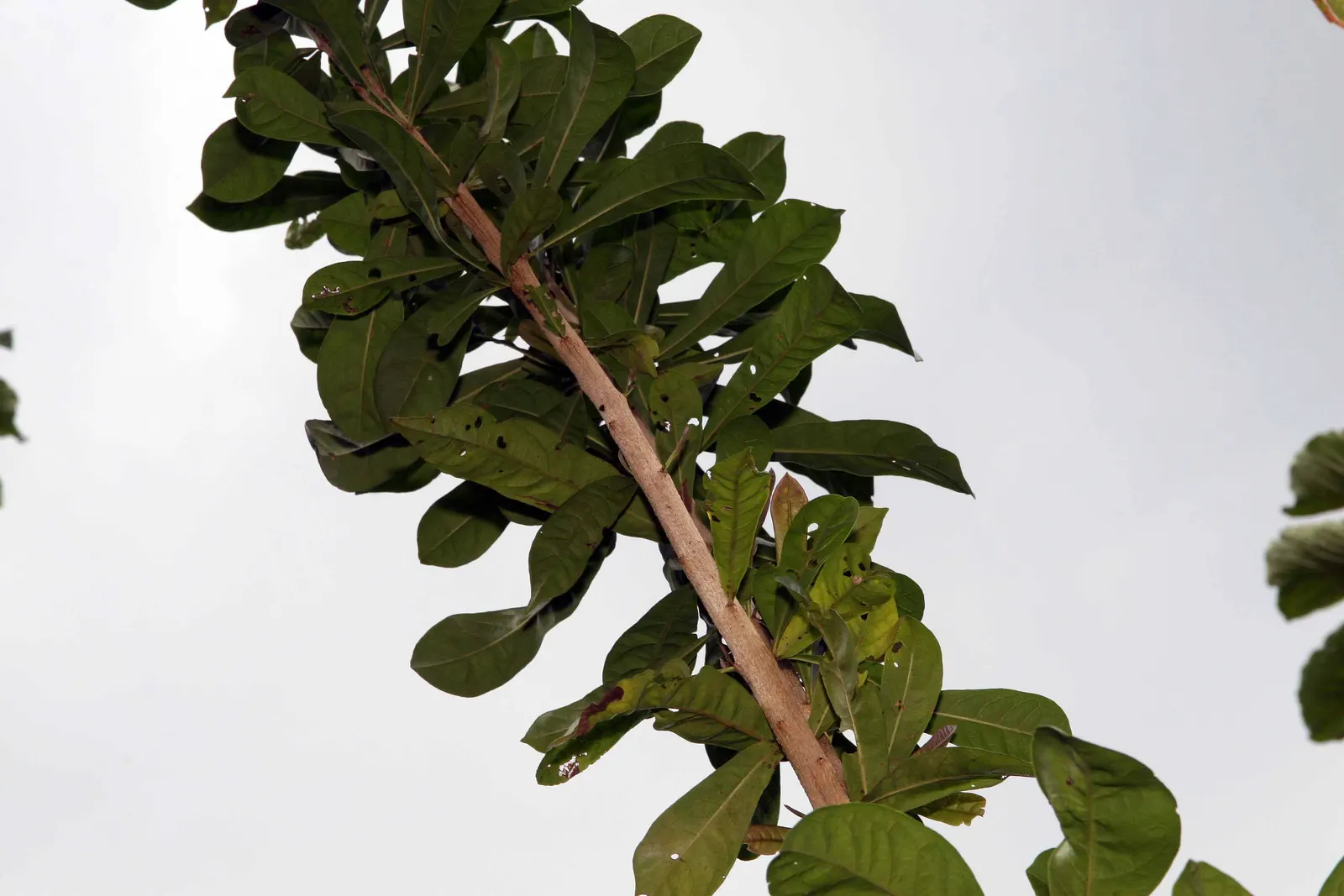 Jicaro (Crescentia Alata) — Crescentia alata, or Jicaro, is a small, drought-tolerant tree native to Central America; prefers full sun and, image 101