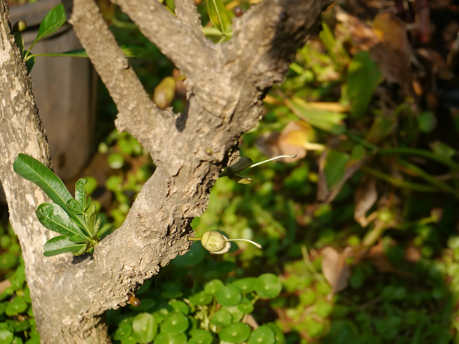 Jicaro (Crescentia Alata) — When selecting the Jicaro for a landscape; requires minimal care, making it a unique and low-maintenance choice for, image 119