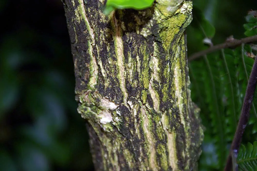 Jicaro (Crescentia Alata) — with a canopy spread almost equal to its height; its unusual silhouette creates visual interest year-round