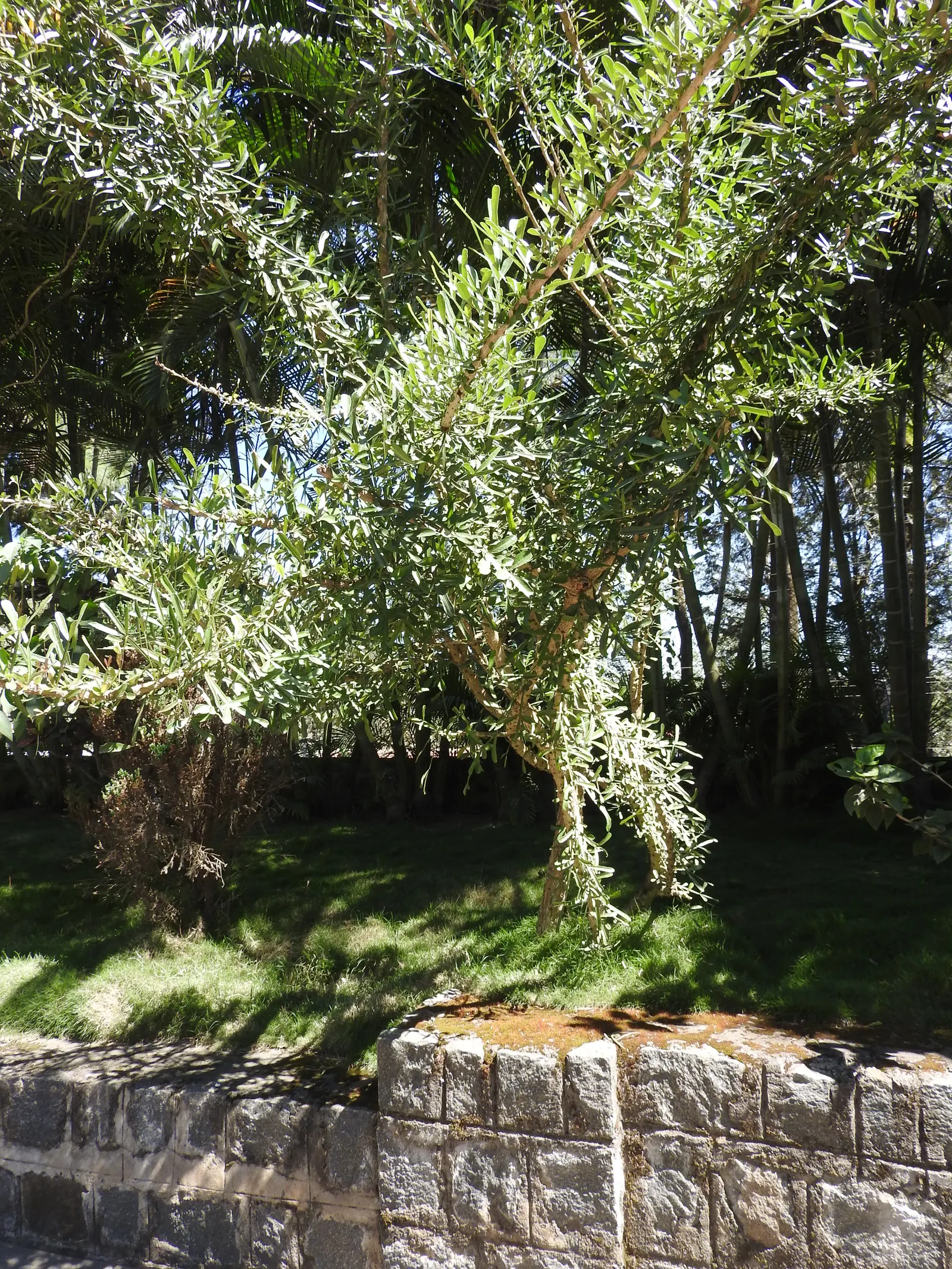 Jicaro (Crescentia Alata) — Requires minimal care, making it a unique and low-maintenance choice for warm climate landscapes; also known by its scientific name