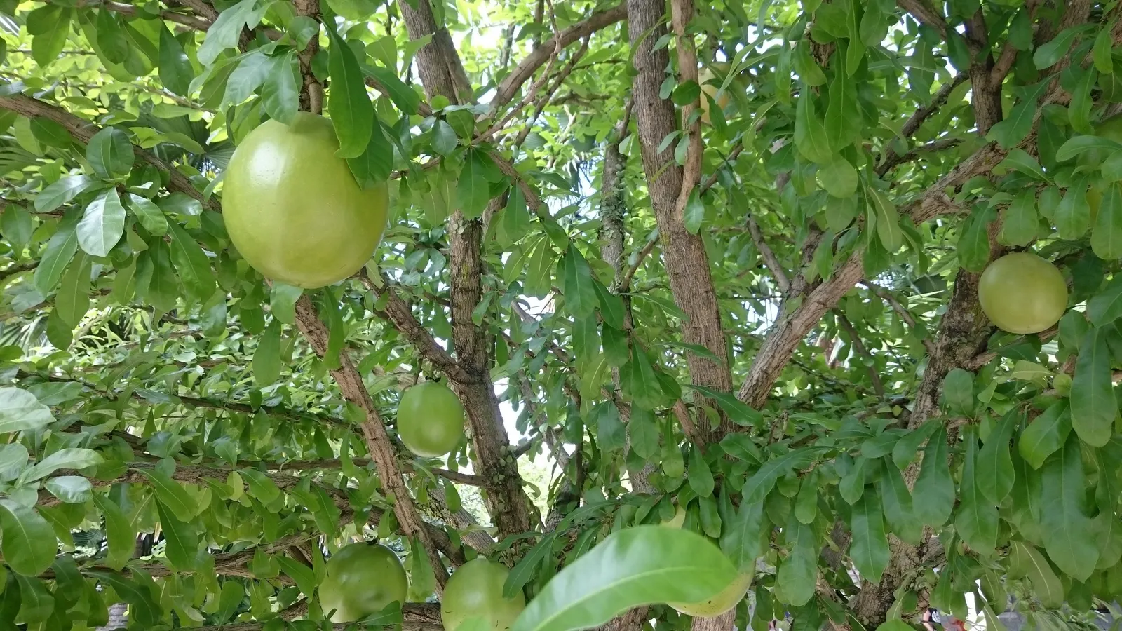 Jicaro (Crescentia Alata) — offering both aesthetic appeal and practical uses; native to Central America