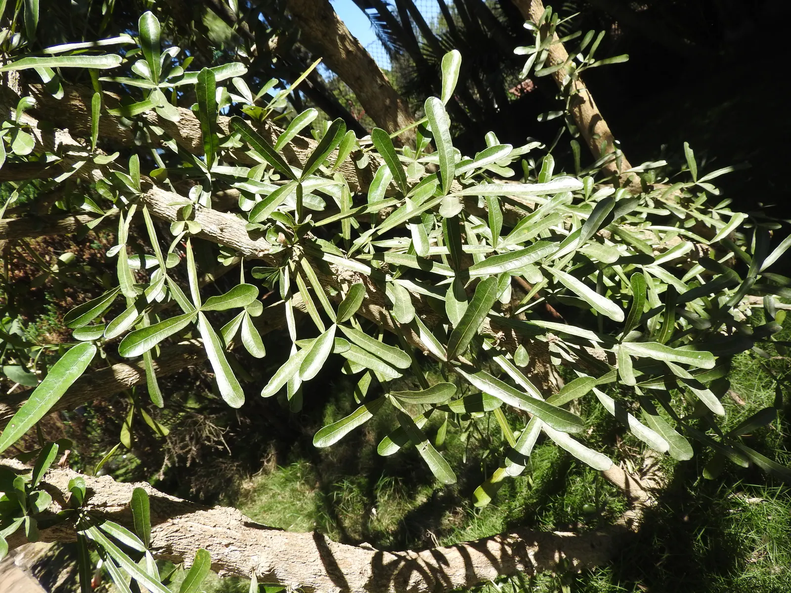 Jicaro (Crescentia Alata) — typically reaches a modest height of around 15 to 25 feet