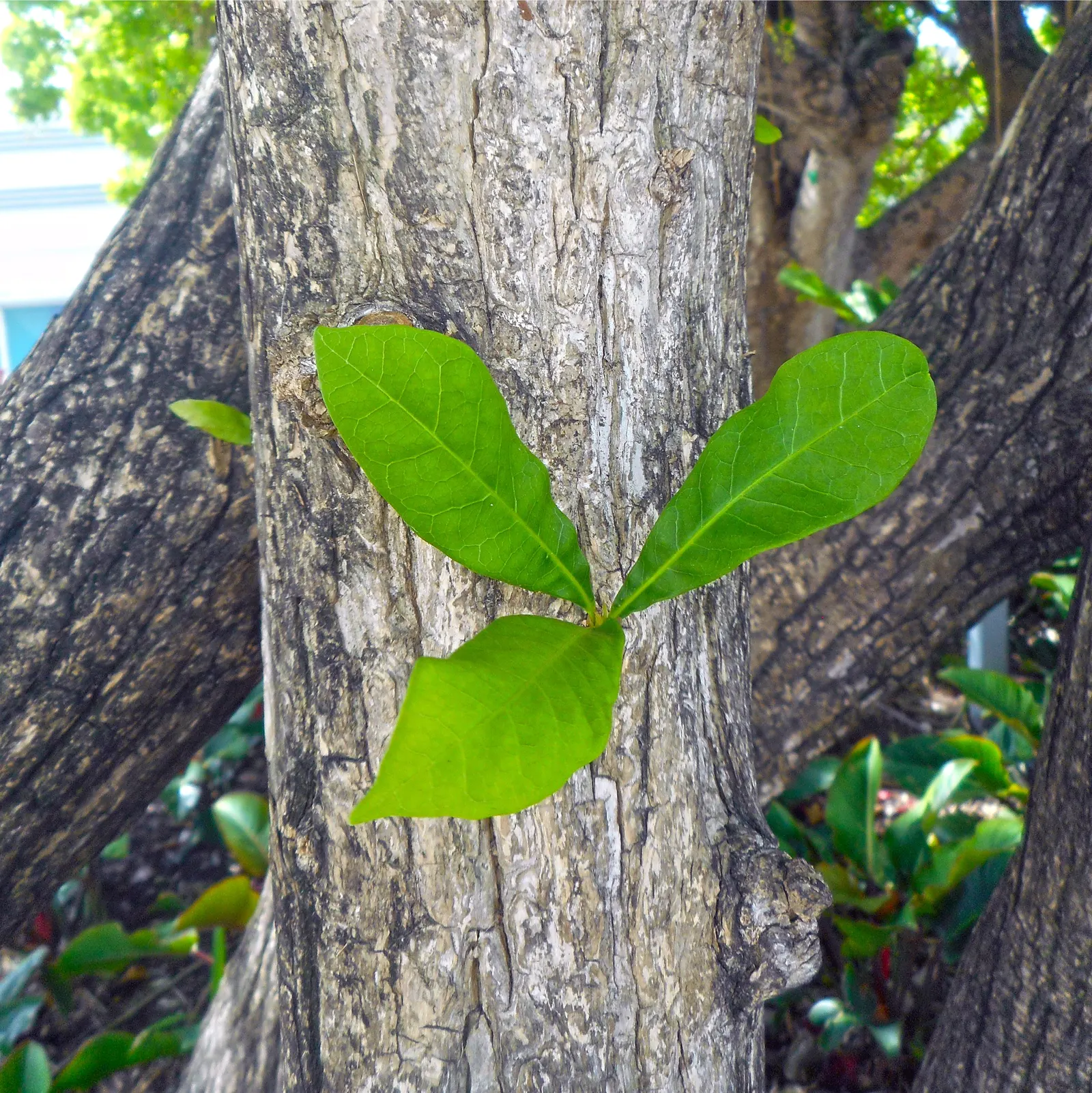Jicaro (Crescentia Alata) — making it a conversation piece that is both functional and exotic; crescentia alata, or Jicaro, is a small, drought-tolerant tree
