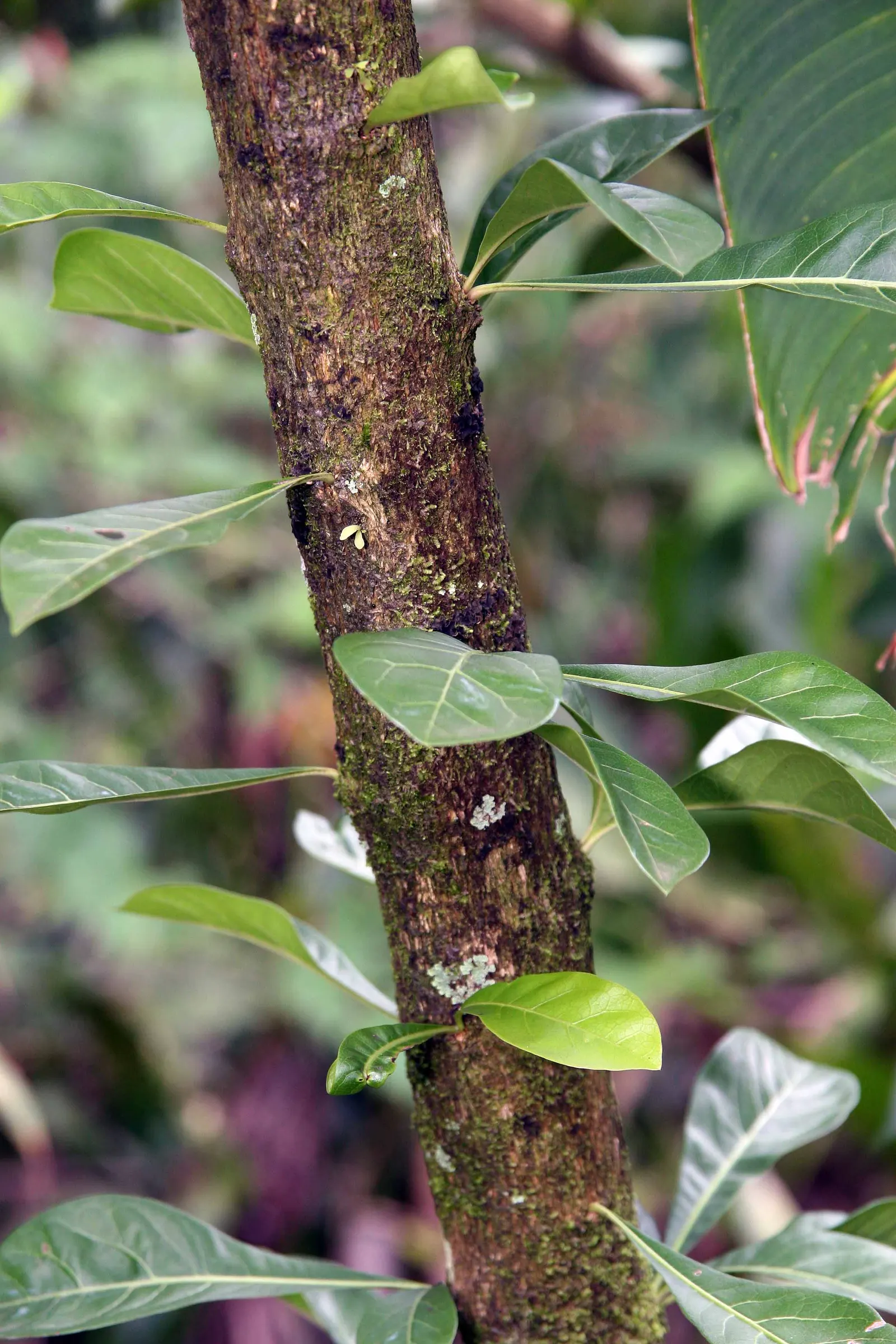 Jicaro (Crescentia Alata) — with a canopy spread almost equal to its height; its unusual silhouette creates visual interest year-round, image 112