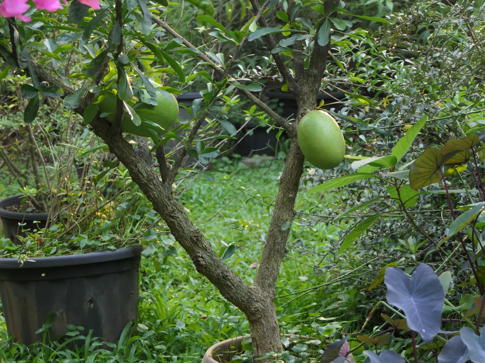 Jicaro (Crescentia Alata) — Glossy, lime-green leaves contrast with round, gourd-like fruit hanging on long stalks