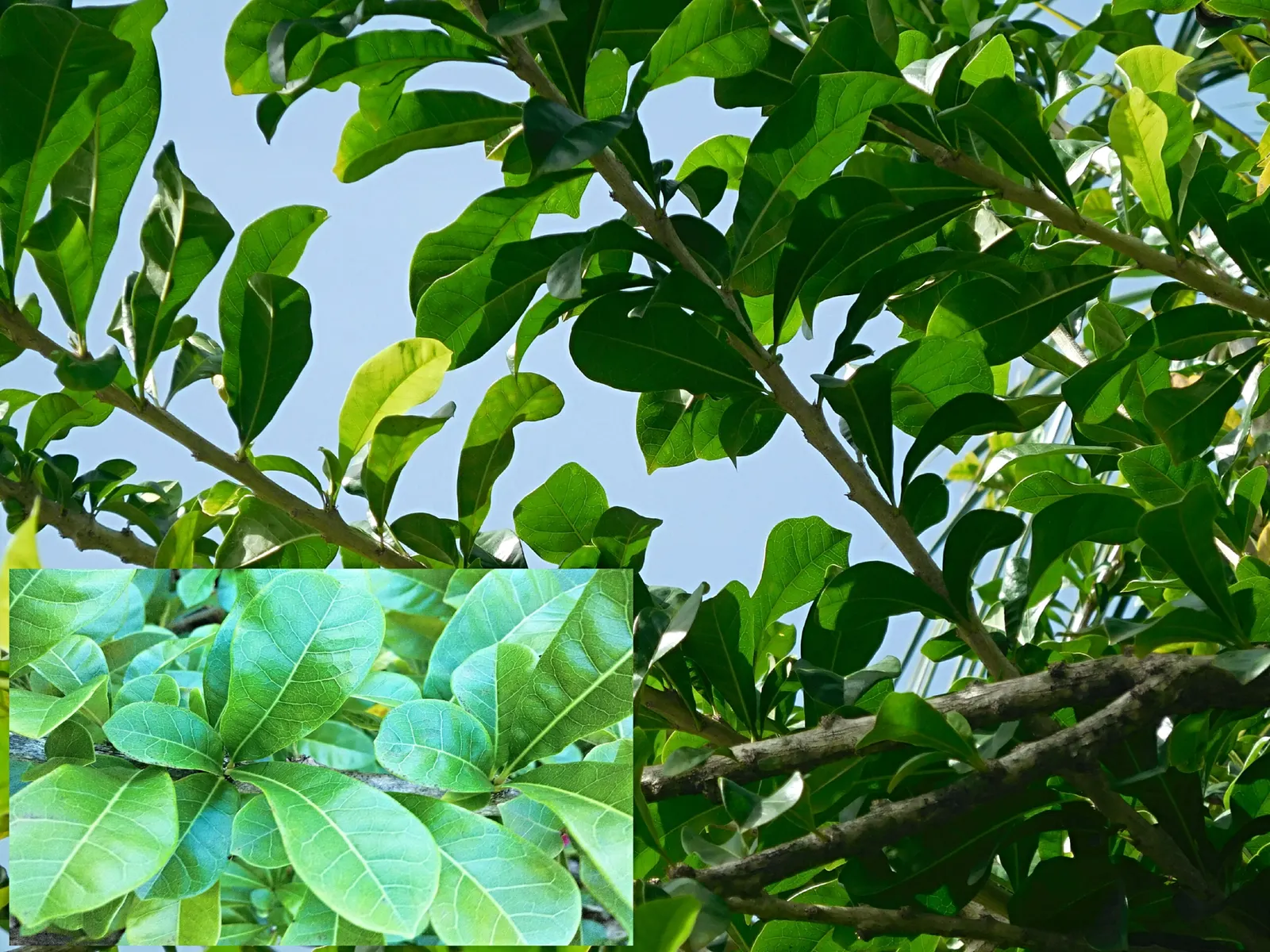 Jicaro (Crescentia Alata) — a phenomenon known as cauliflory; offering both aesthetic appeal and practical uses, image 116