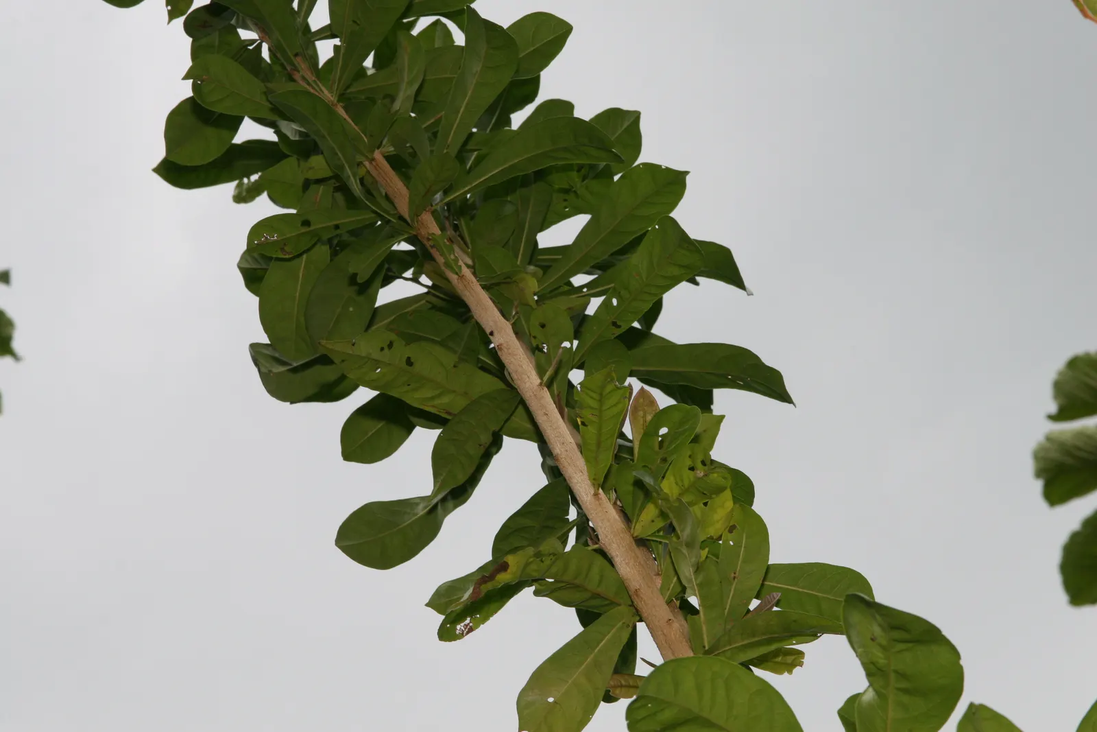 Jicaro (Crescentia Alata) — offering both aesthetic appeal and practical uses