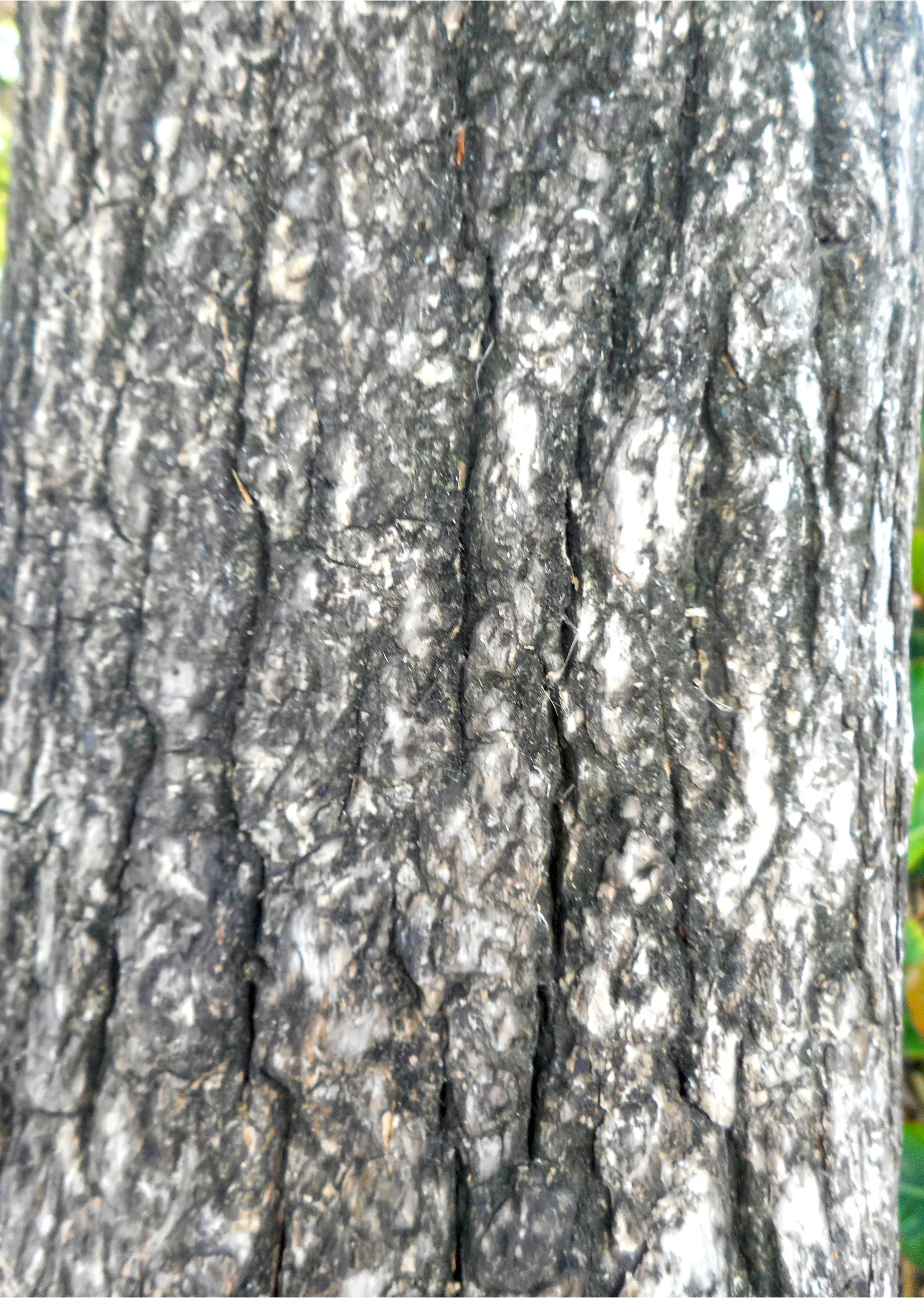 Jicaro (Crescentia Alata) — Its fruit is traditionally used to make containers and utensils; white flowers in the garden, image 68