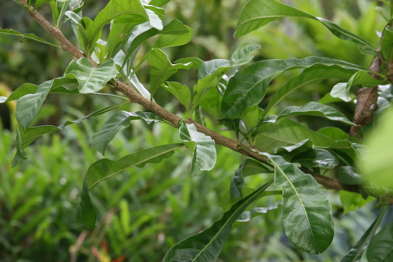 Jicaro (Crescentia Alata) — also known by its scientific name Crescentia alata; and minimal maintenance requirements, image 82