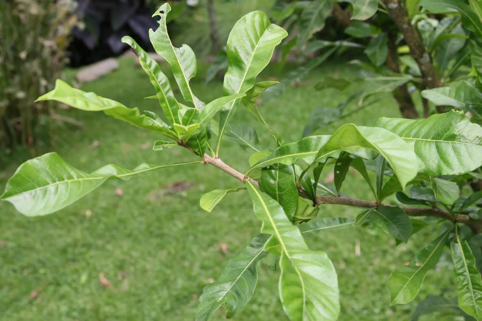 Jicaro (Crescentia Alata) — Prefers full sun and well-drained soil; tree for full or half