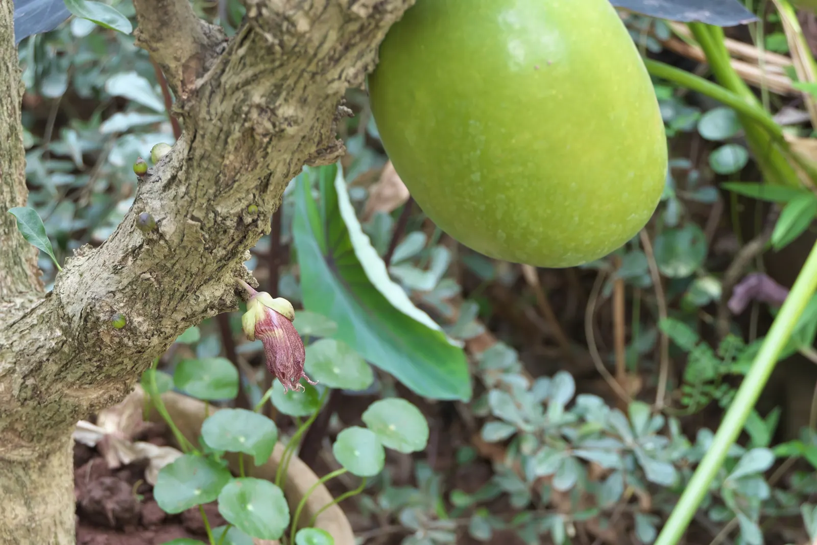 Jicaro (Crescentia Alata) — Glossy, lime-green leaves contrast with round, gourd-like fruit hanging on long stalks; its fruit is traditionally used to make