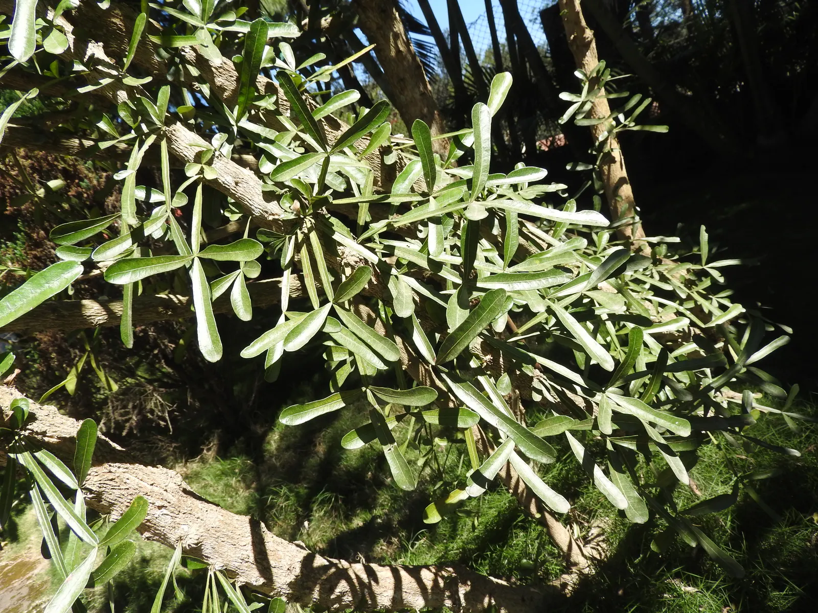 Jicaro (Crescentia Alata) — This resilient tree thrives in various soil types, although it prefers well-draining ground; distinctive fruiting habit, image 114