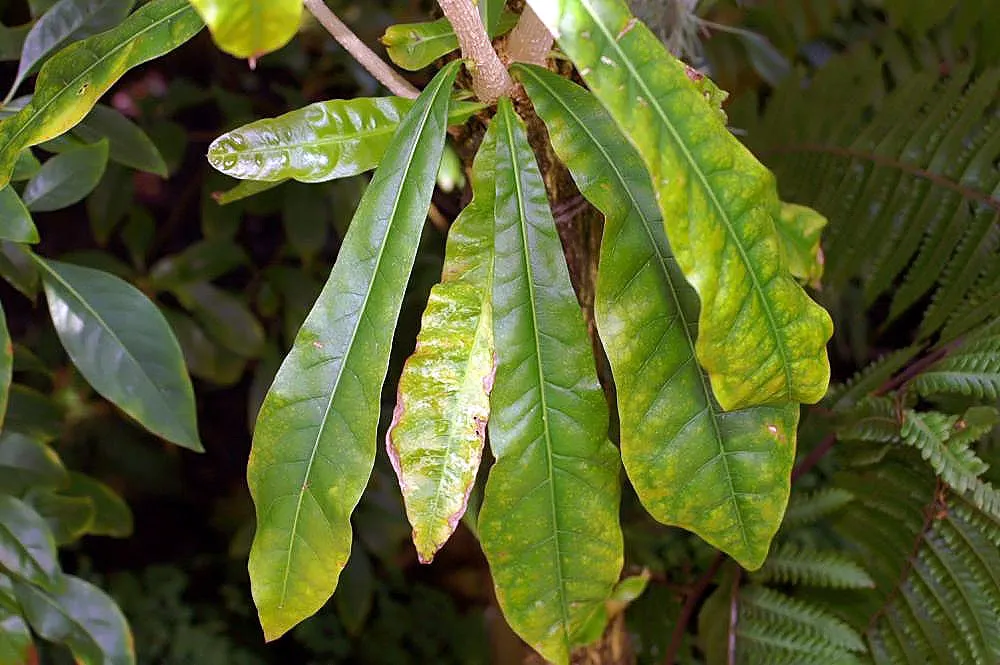 Jicaro (Crescentia Alata) — making it a conversation piece that is both functional and exotic