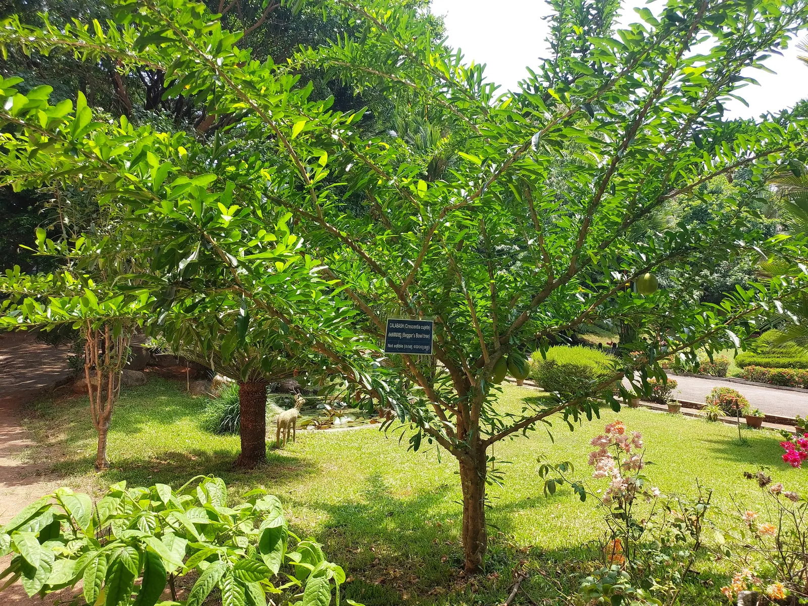 Jicaro (Crescentia Alata) — tree for full or half; making it a conversation piece that is both functional and exotic, image 75