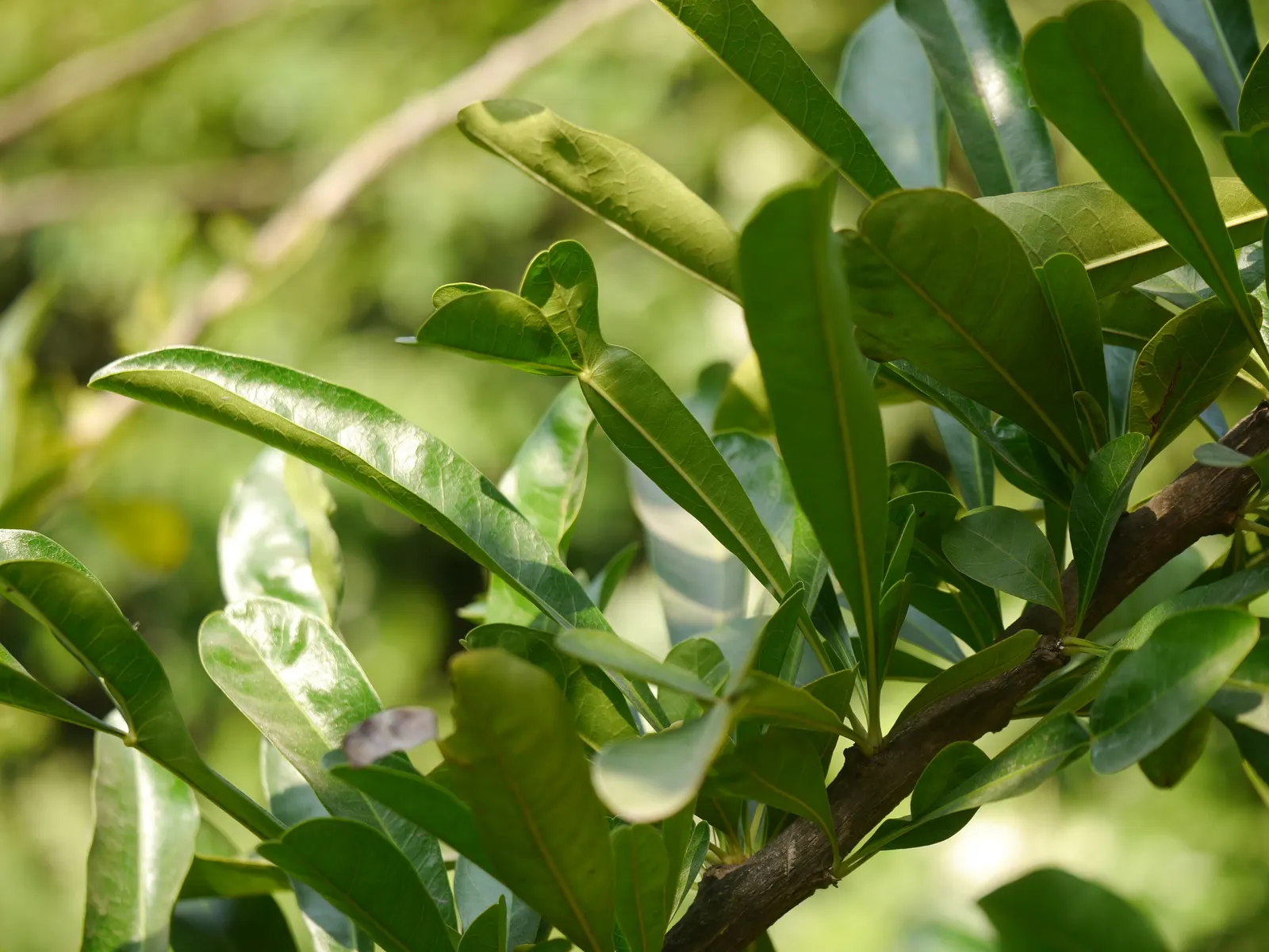 Jicaro (Crescentia Alata) — offering both aesthetic appeal and practical uses; native to Central America, image 84