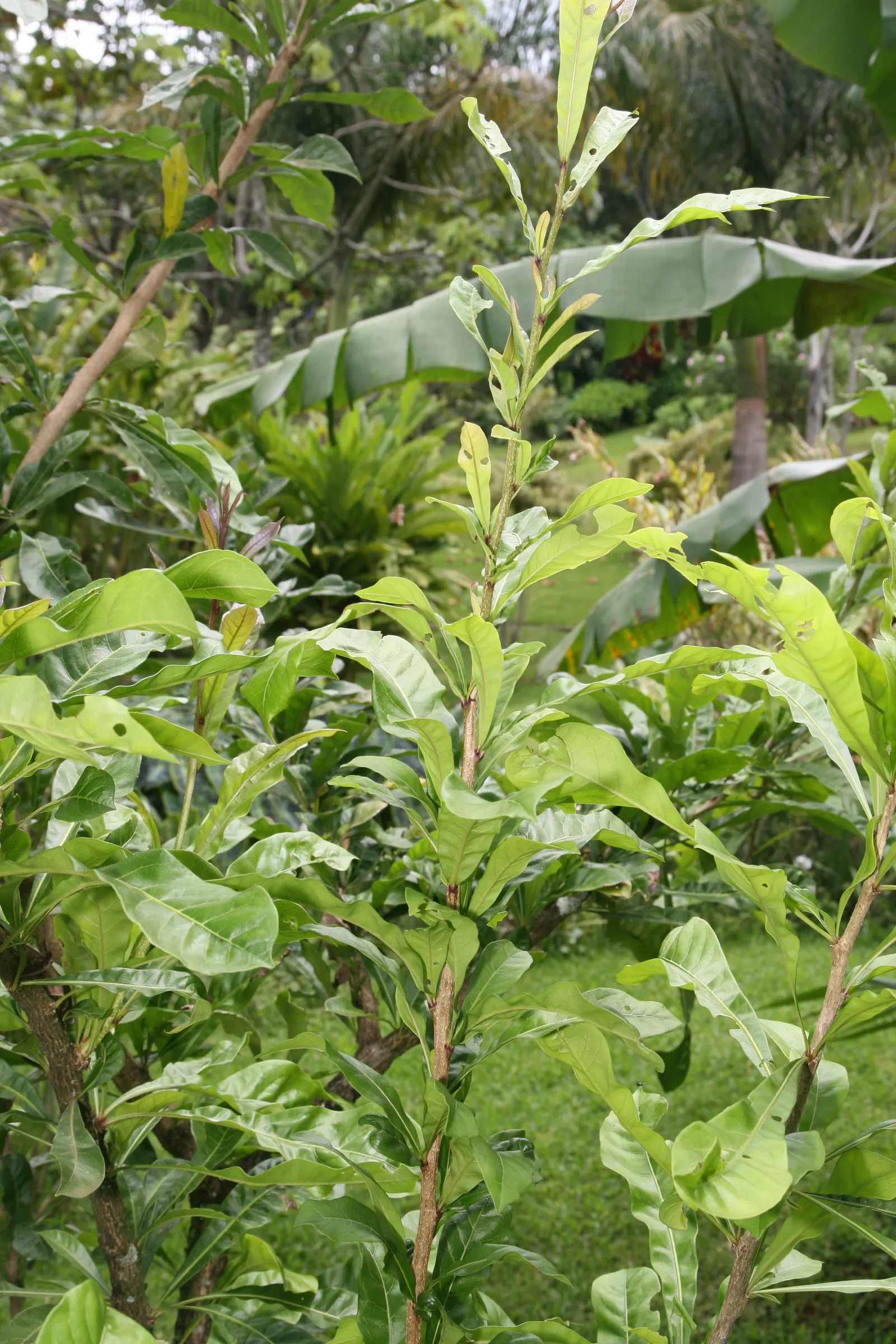 Jicaro (Crescentia Alata) — but it also bears cultural significance; a phenomenon known as cauliflory