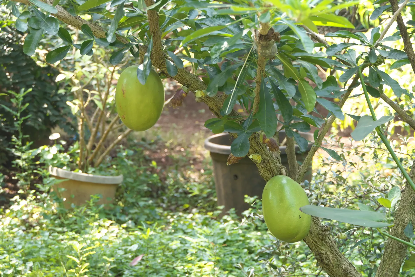 Jicaro (Crescentia Alata) — typically reaches a modest height of around 15 to 25 feet; tree with white blooms, image 61