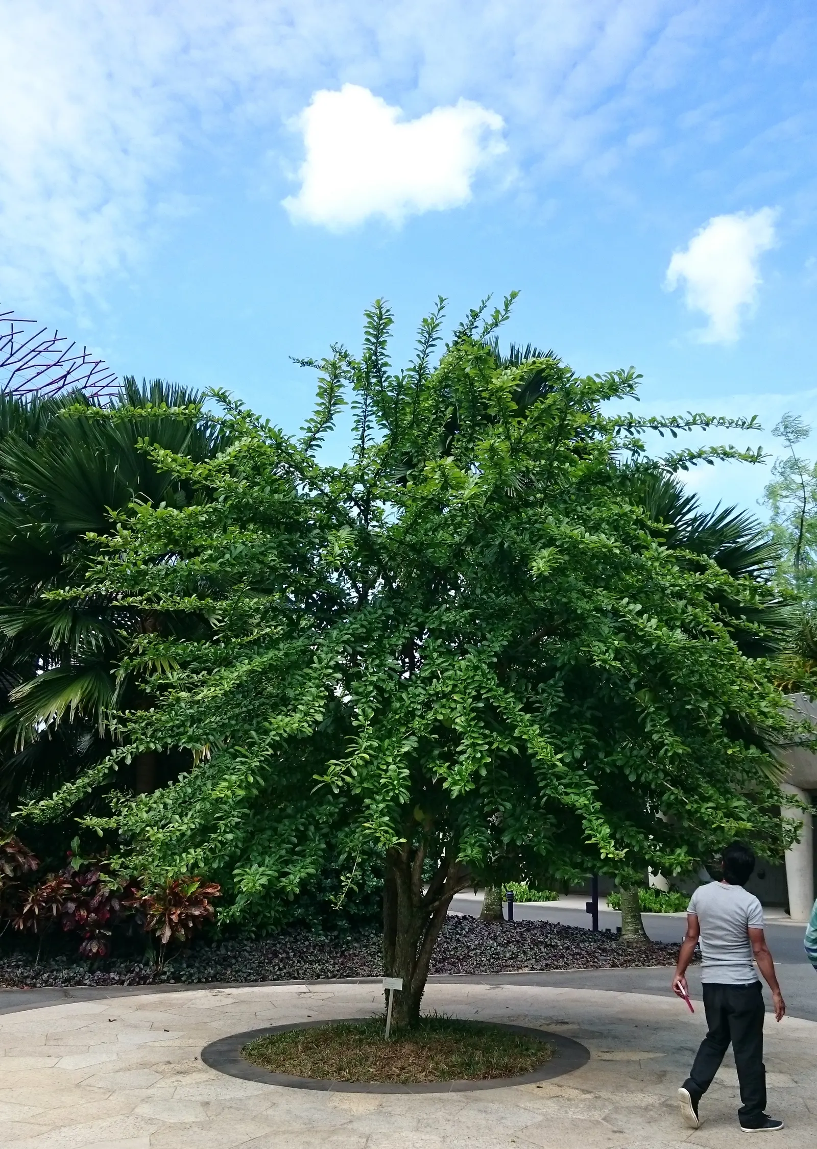 Jicaro (Crescentia Alata) — tree with white blooms; spherical fruit that grow directly on the trunk and main branches, image 99