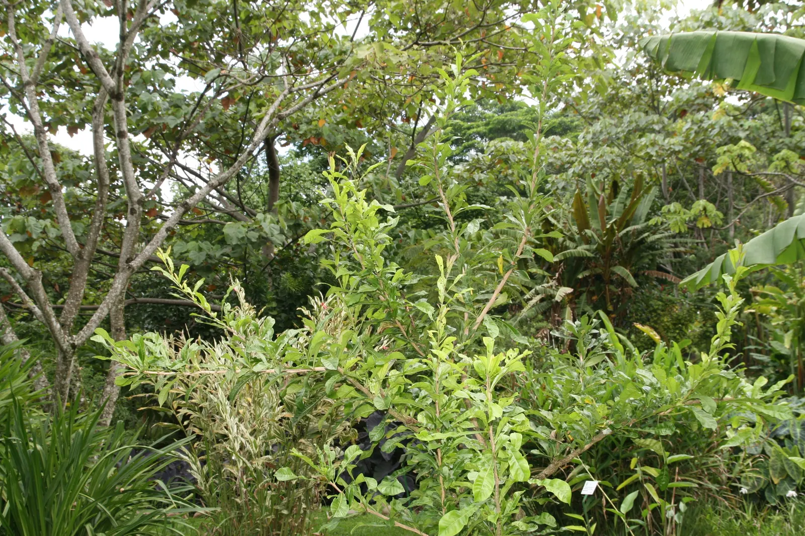Jicaro (Crescentia Alata) — tree for full or half; making it a conversation piece that is both functional and exotic, image 100