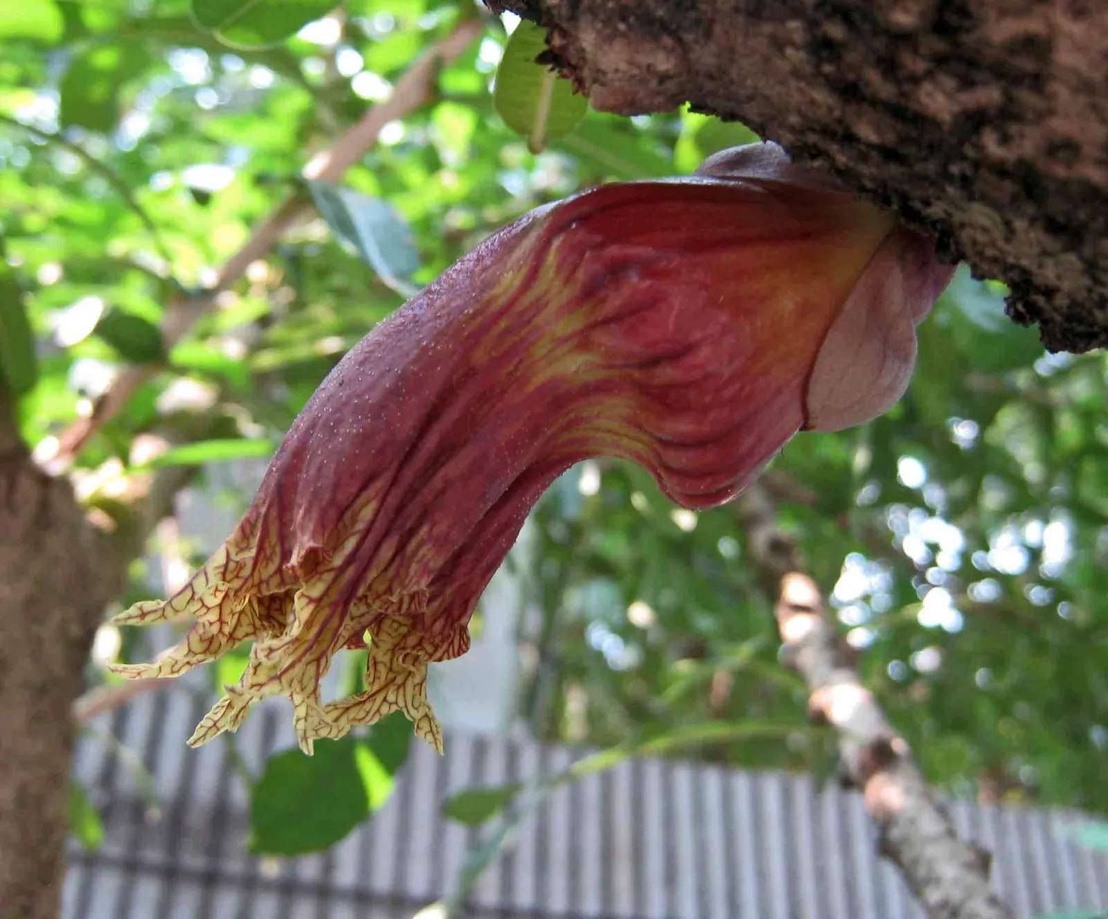 Jicaro (Crescentia Alata) — native to Central America; but it also bears cultural significance