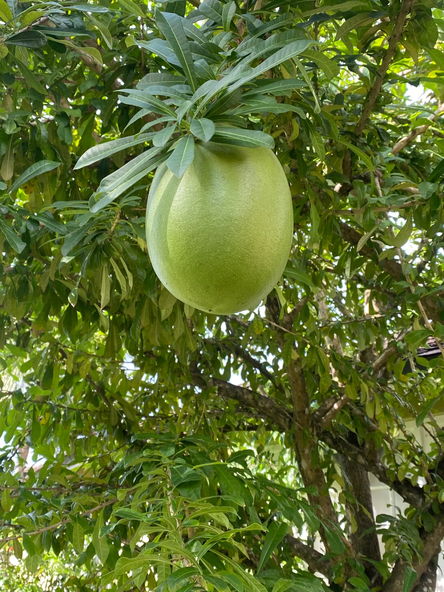 Jicaro (Crescentia Alata) — is an intriguing and multifaceted addition to any landscape design; glossy, lime-green leaves contrast with round, image 83