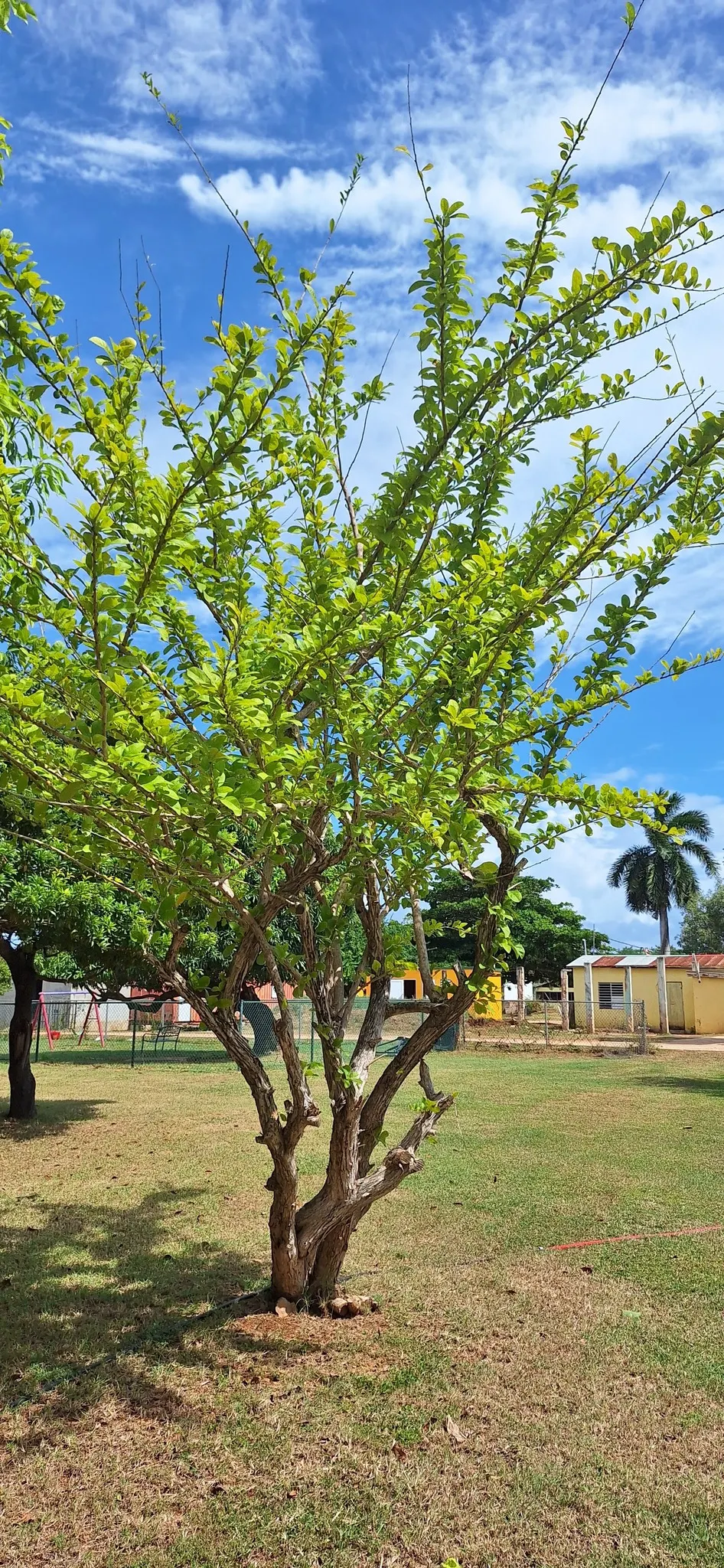 Jicaro (Crescentia Alata) — native to Central America