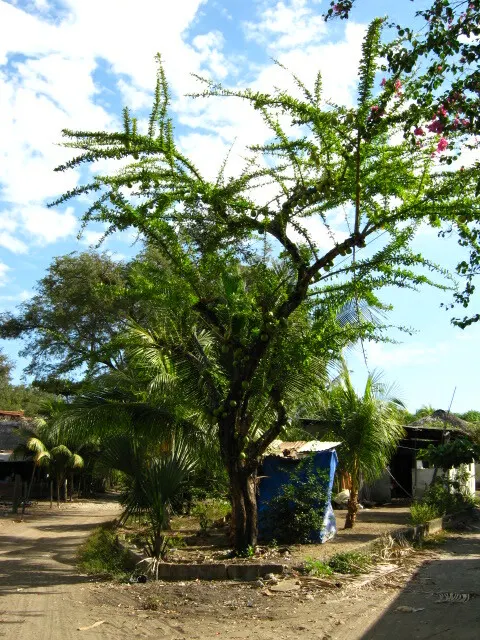 Jicaro (Crescentia Alata) — also known by its scientific name Crescentia alata; and minimal maintenance requirements